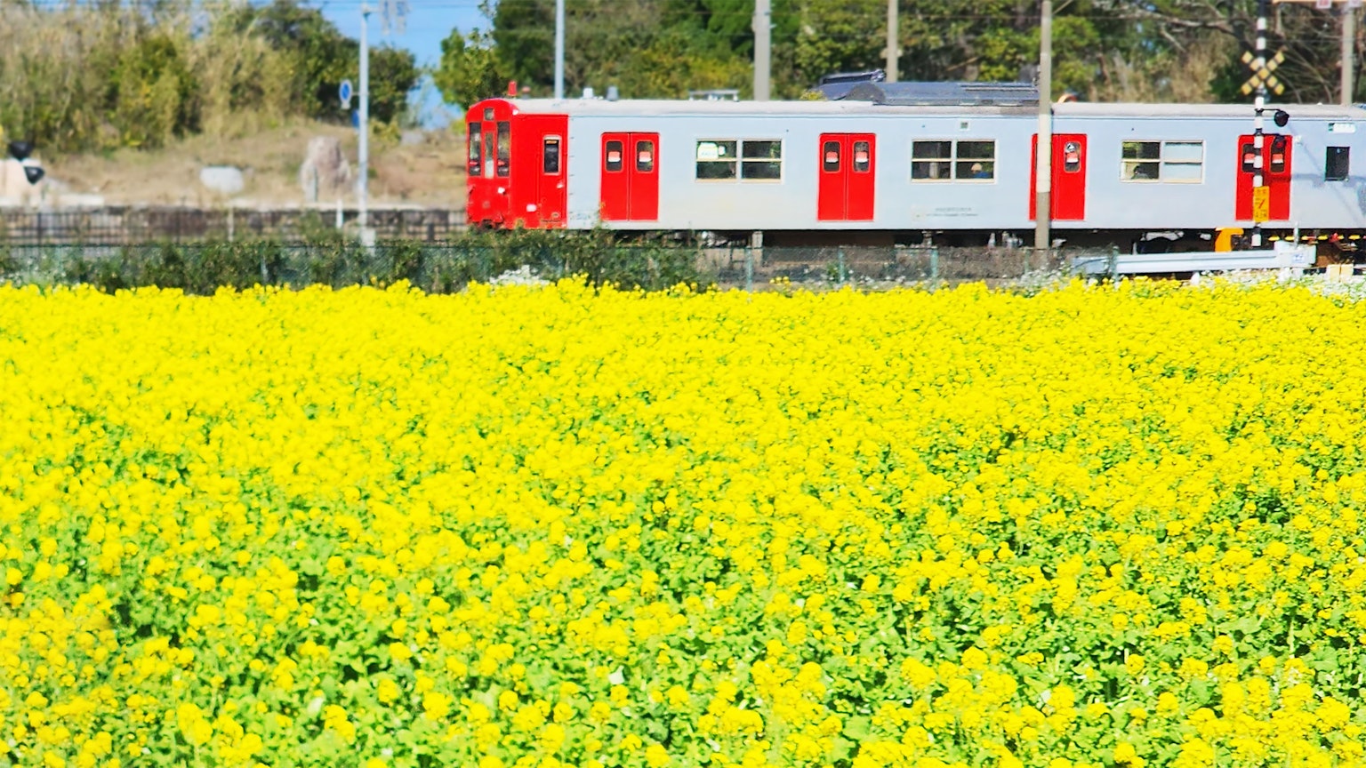 紅門火車經過明亮的黃色花田