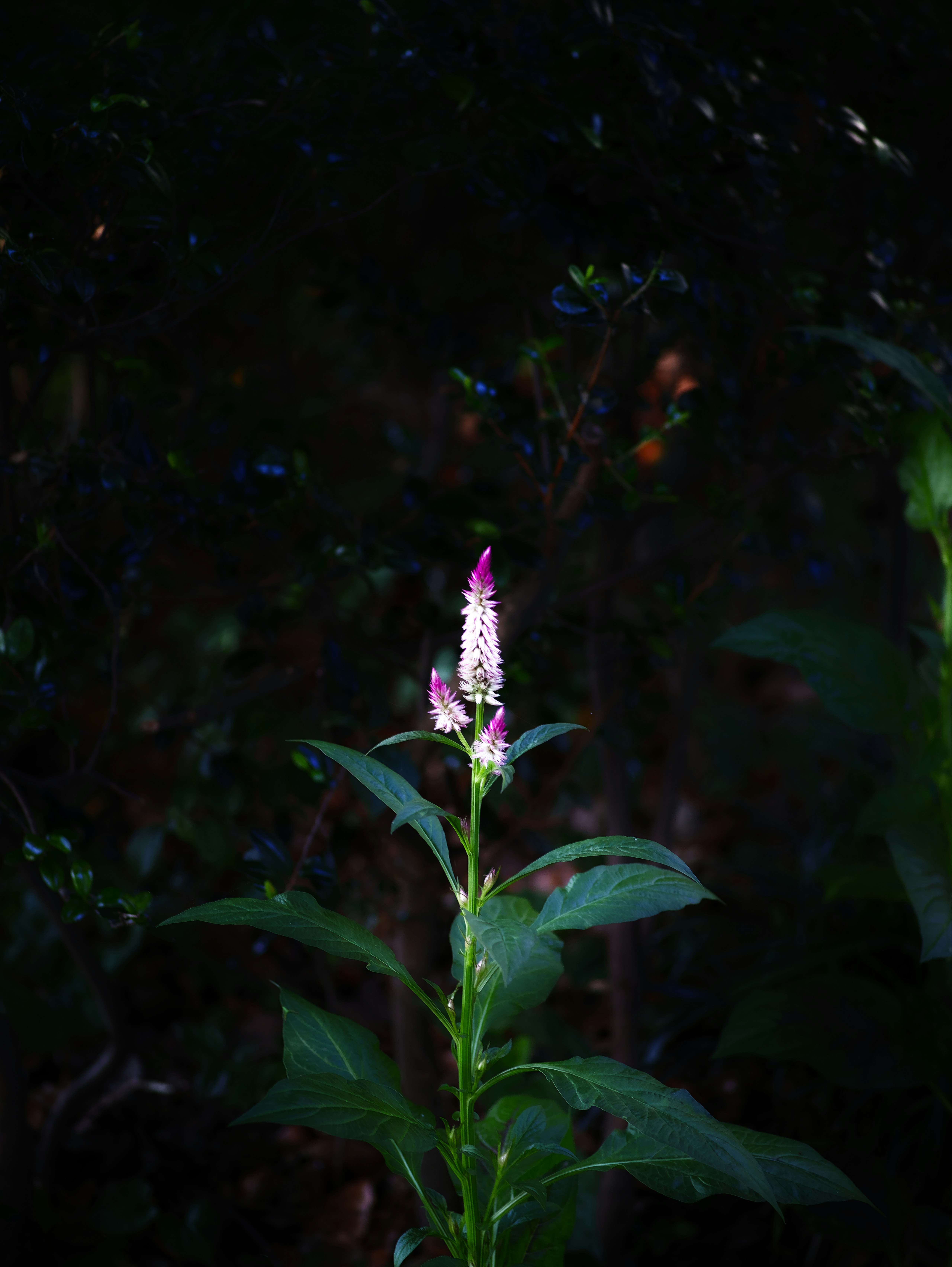 暗い背景で咲く紫の花と葉