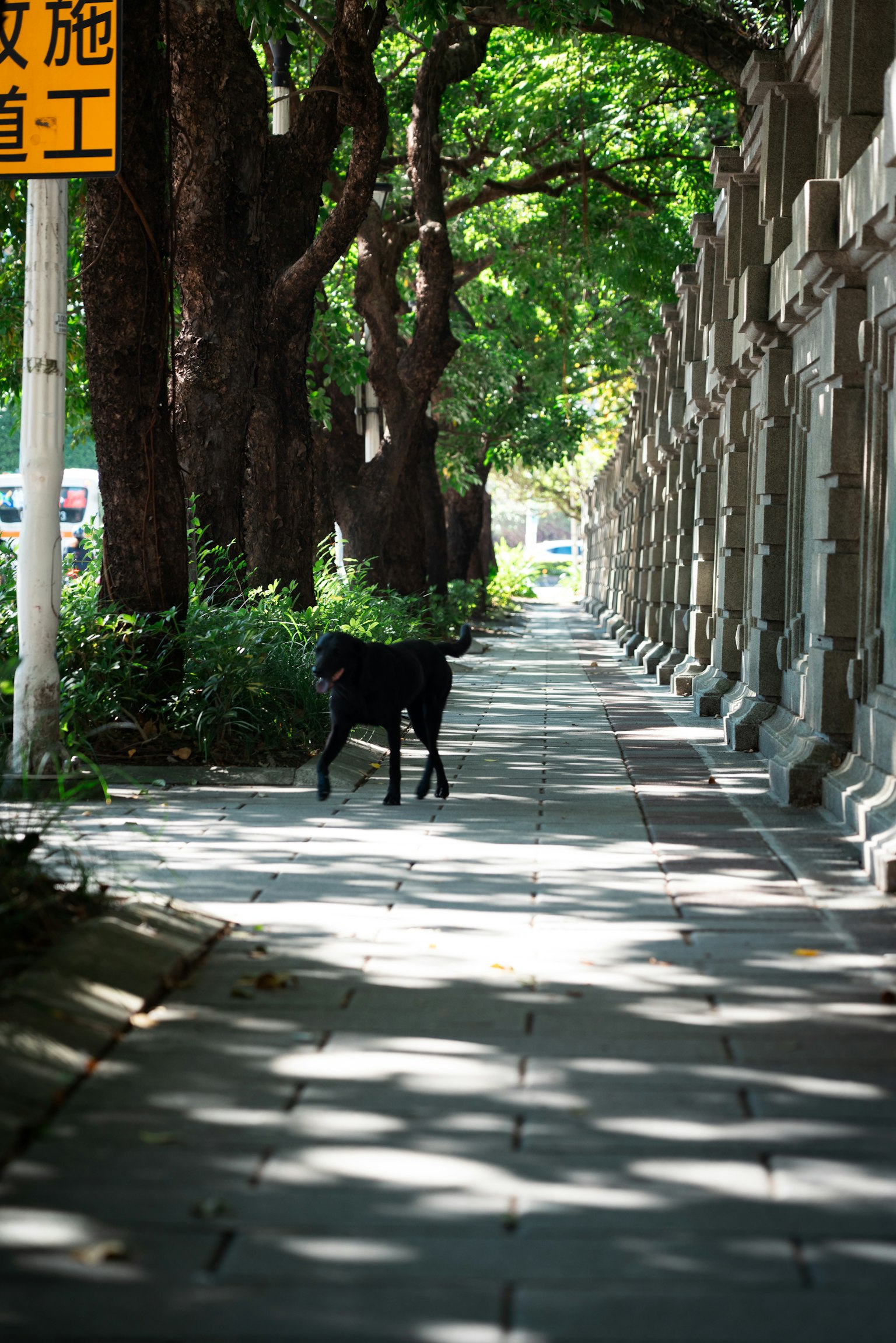 A black dog on a tree-lined sidewalk