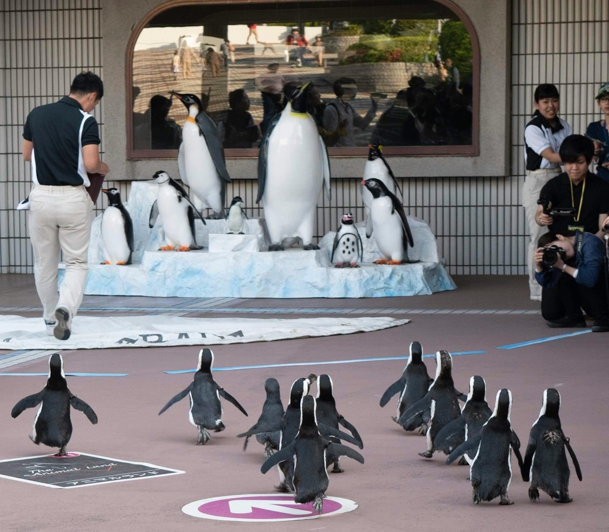 exhibición de pingüinos con visitantes frente a un área exterior de acuario