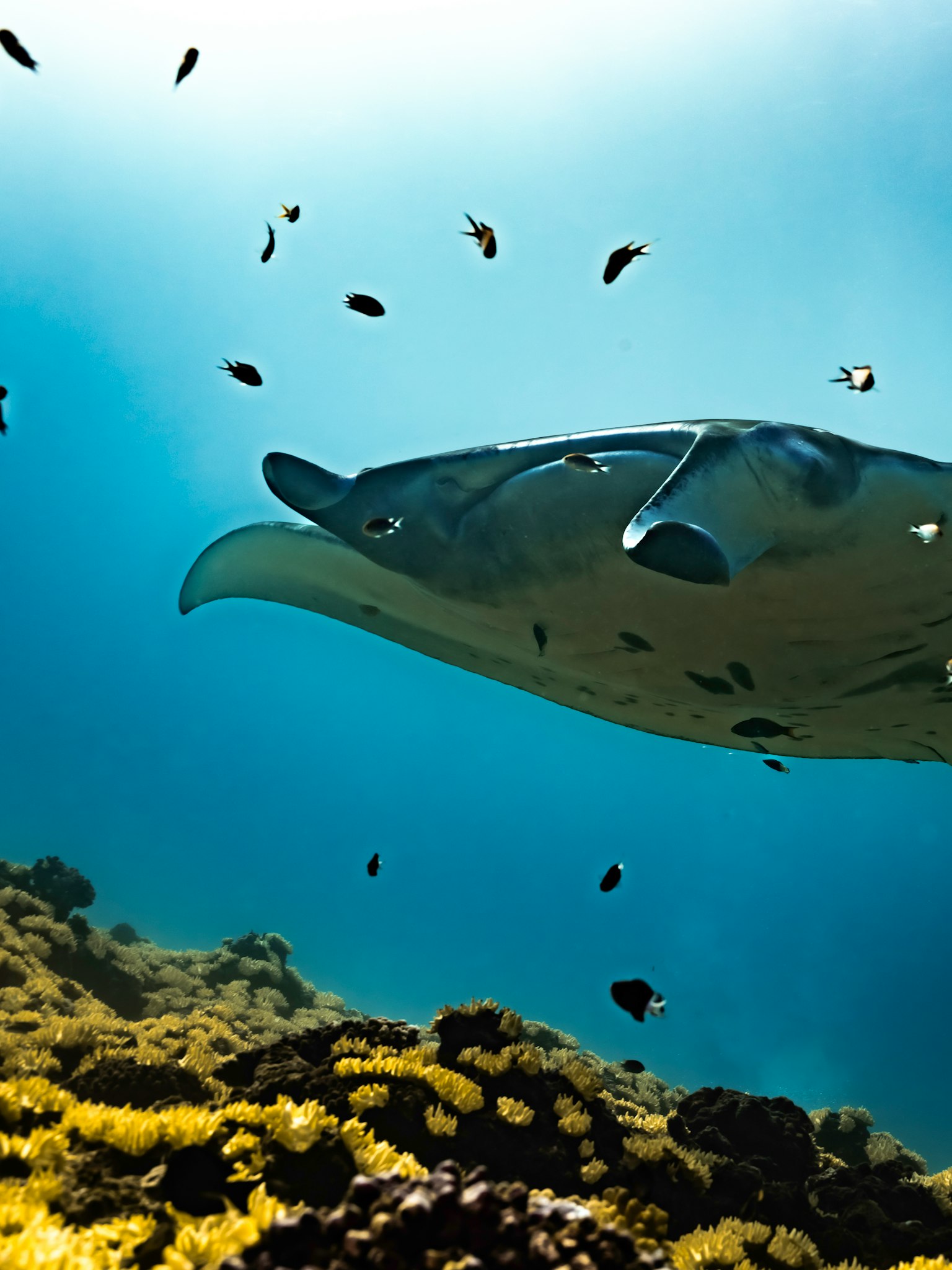 Manta ray swimming underwater surrounded by small fish