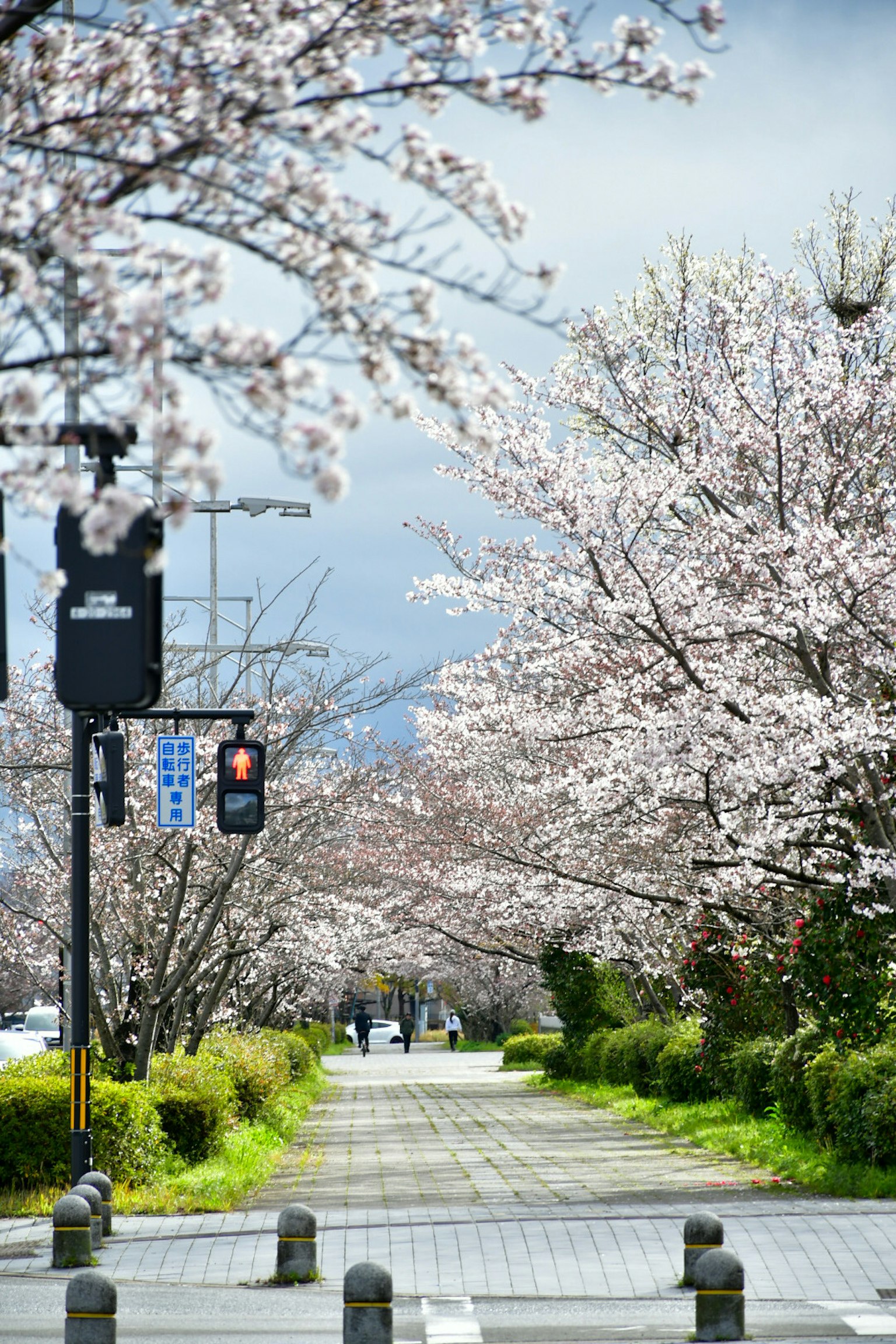 Cảnh đẹp của lối đi bên hàng cây anh đào và đèn giao thông