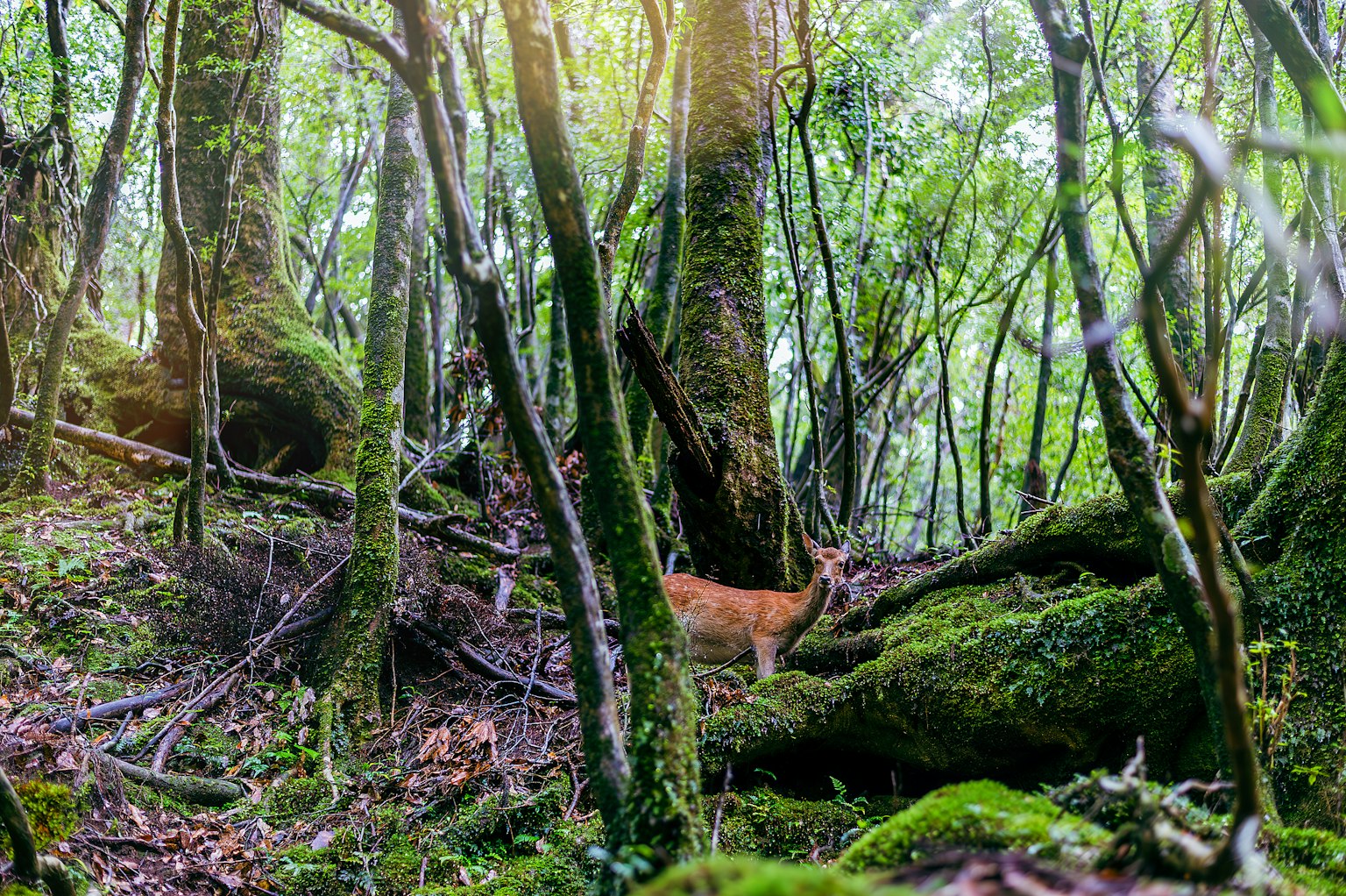 Un cervo in piedi silenziosamente in una foresta verdeggiante