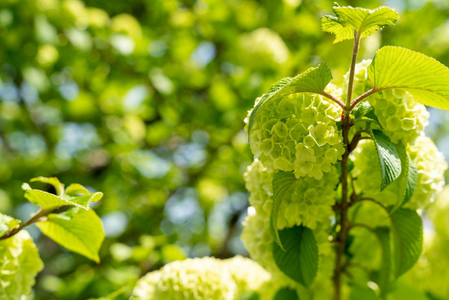 Foglie verdi e fiori verde chiaro di una pianta