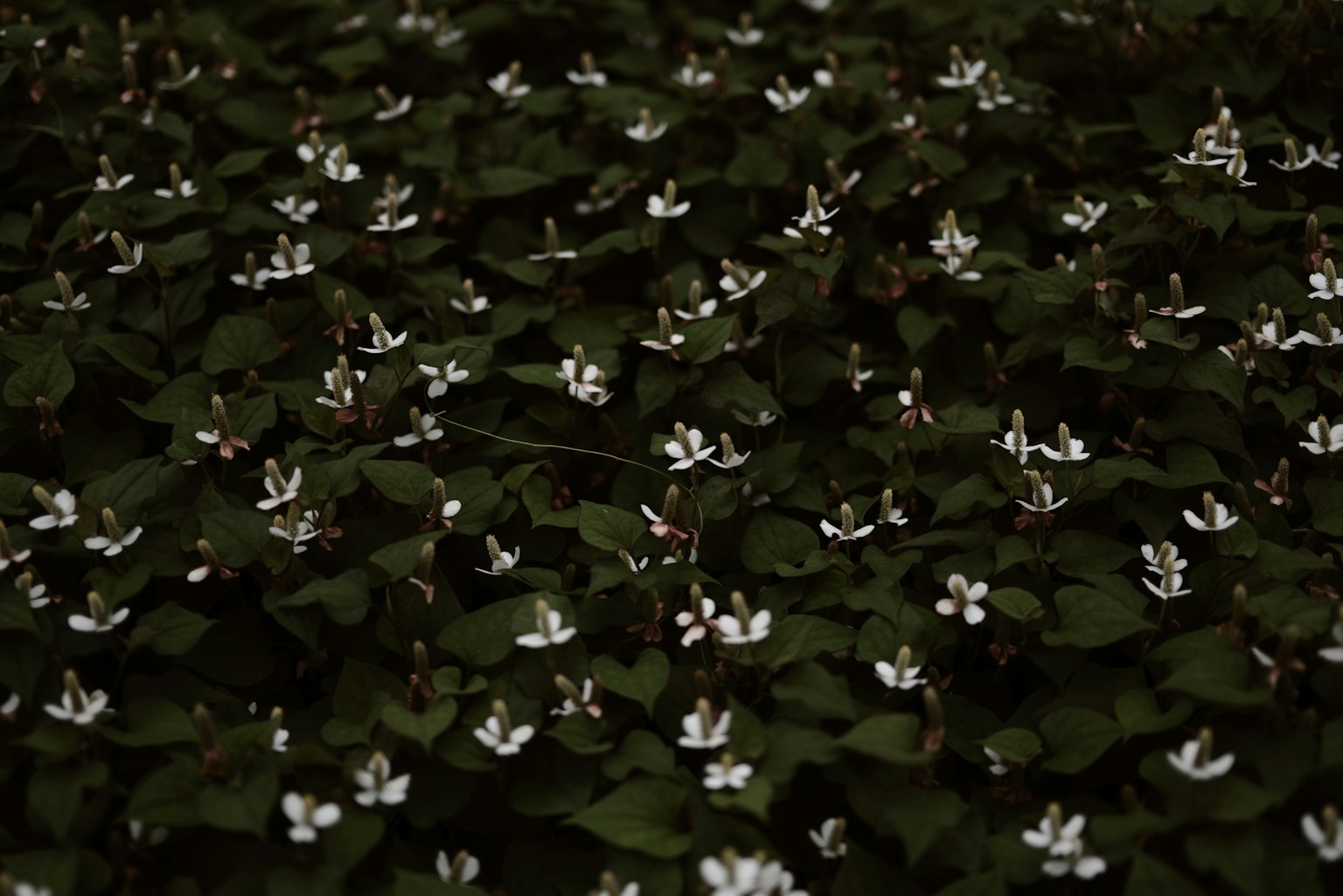 photo-yGafuzH3p5SeN2bVn3IW-image