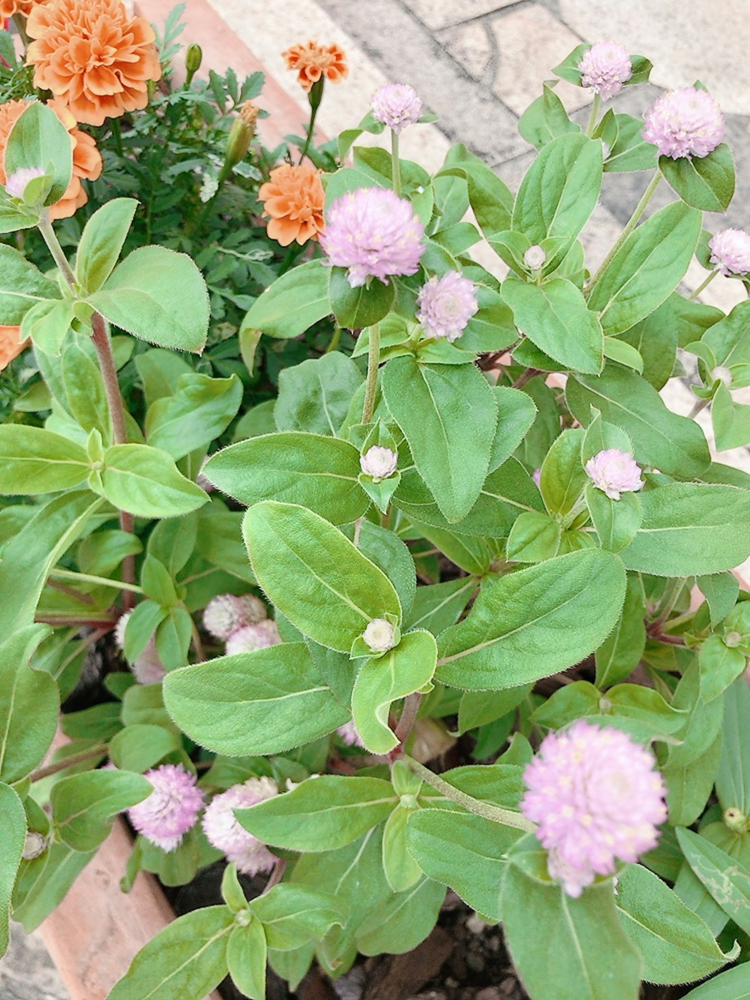 พืชที่มีใบเขียวและดอกไม้สีส้มและสีชมพู