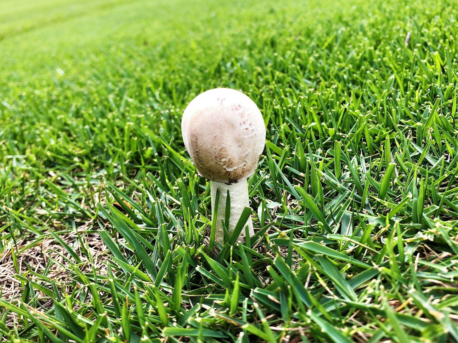 Jamur putih tumbuh di rumput hijau subur