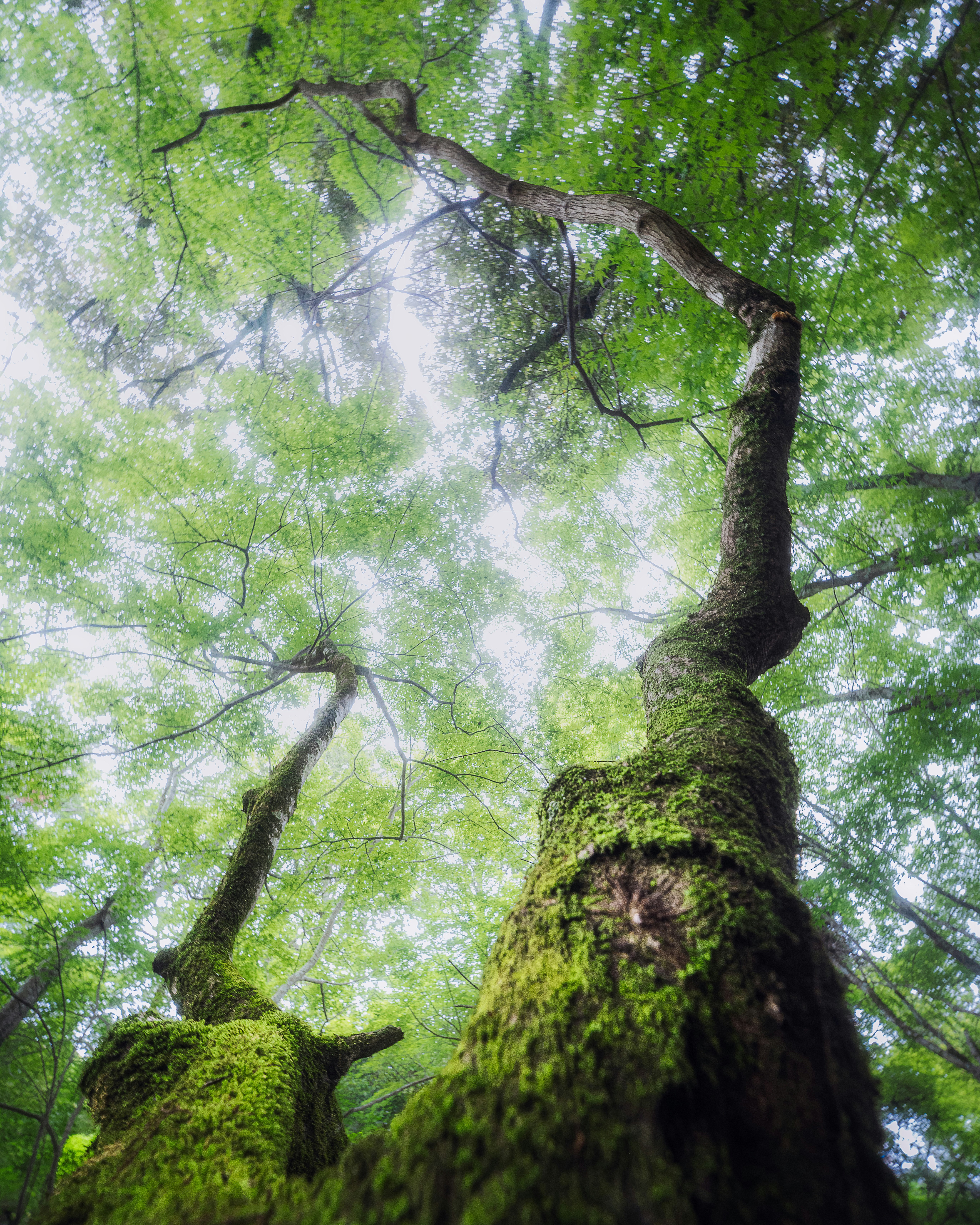 緑の苔に覆われた大きな木と木々の枝先