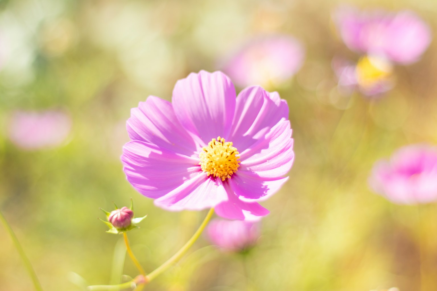 Cận cảnh hoa màu tím nhạt với tâm màu vàng