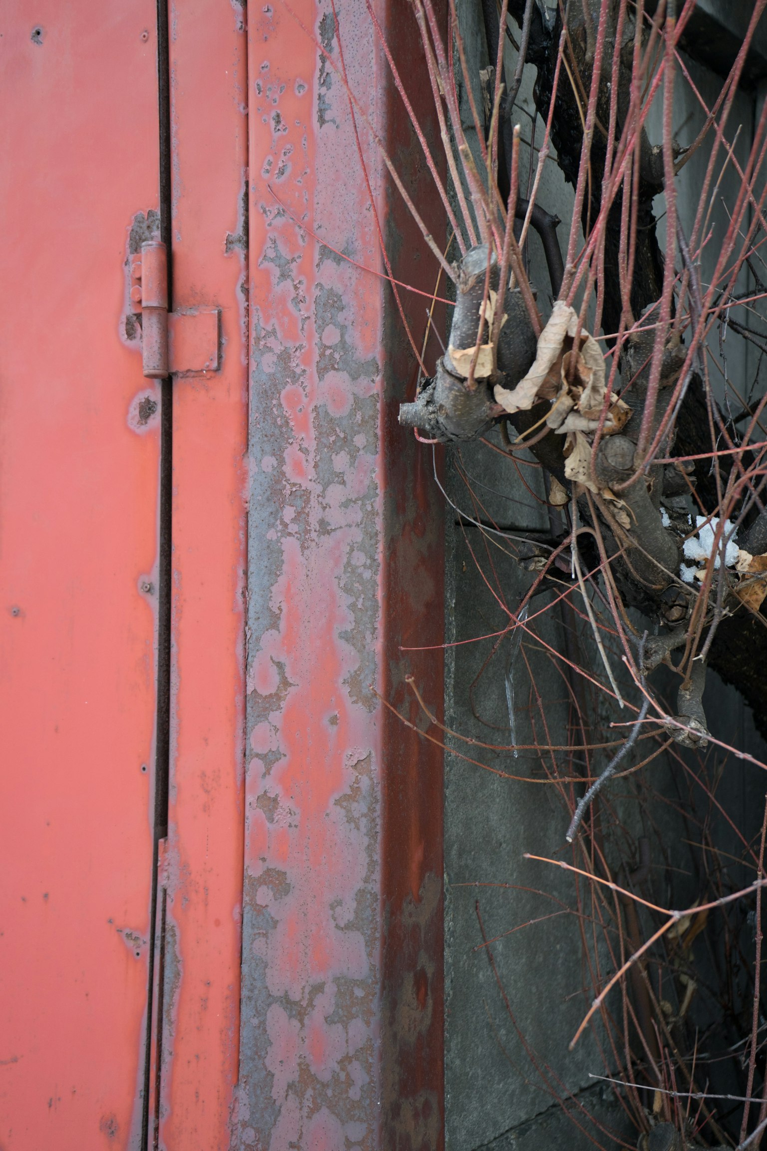 Immagine in primo piano di una porta rossa con rami secchi