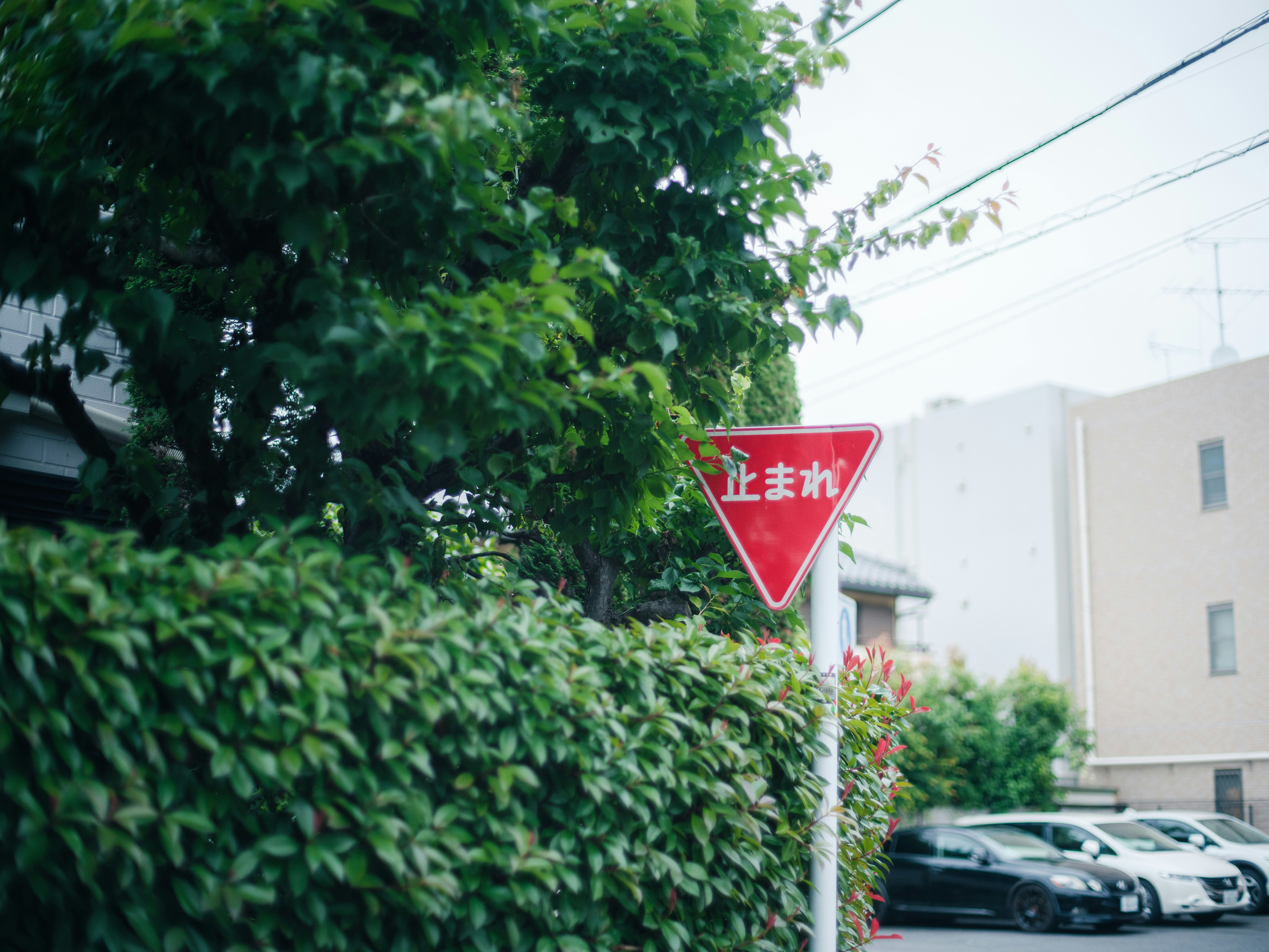 新緑の生け垣と道路標識のある街角
