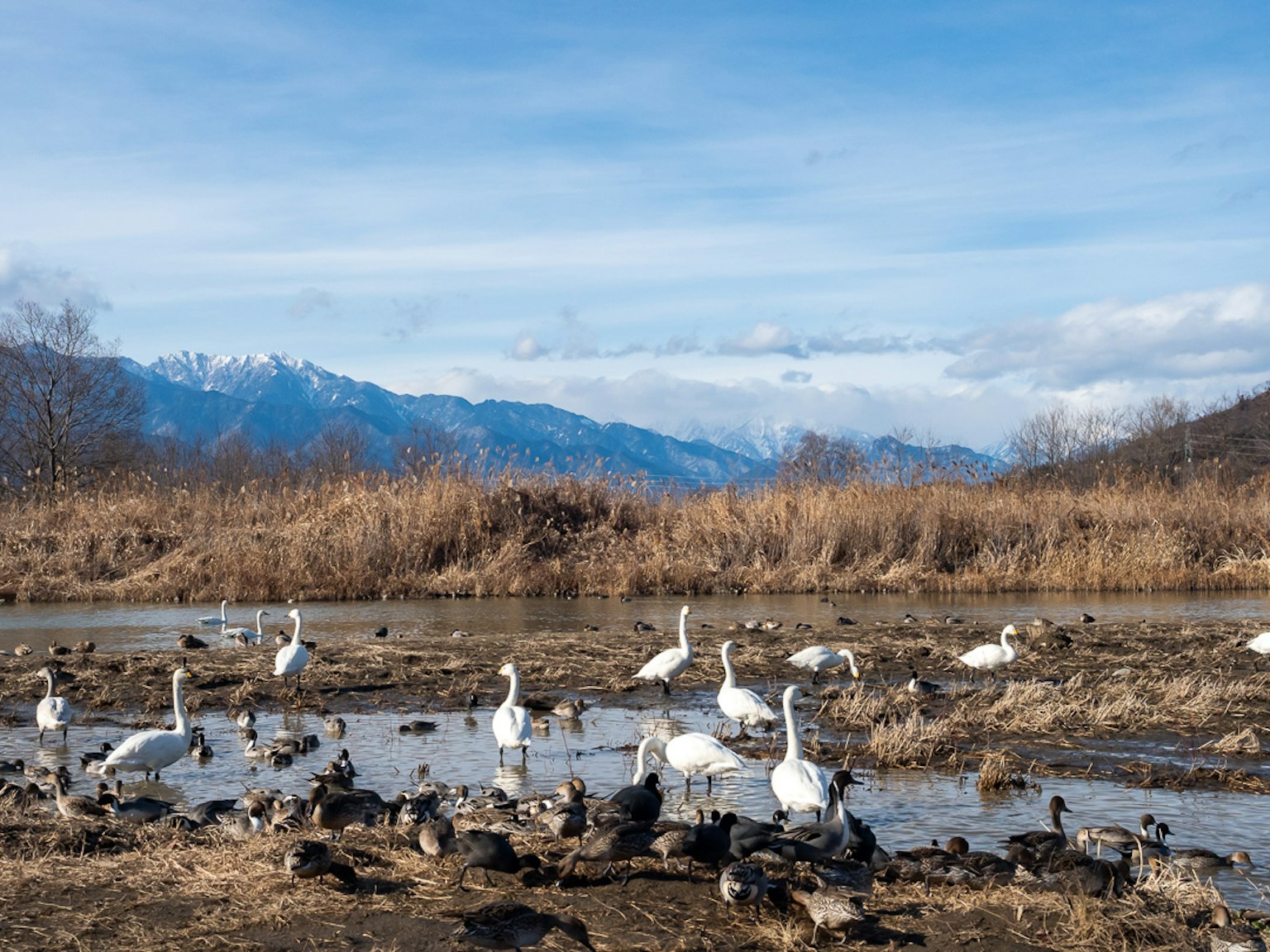 Eine Gruppe von Schwänen und Enten versammelt sich in der Nähe eines Gewässers mit schneebedeckten Bergen im Hintergrund