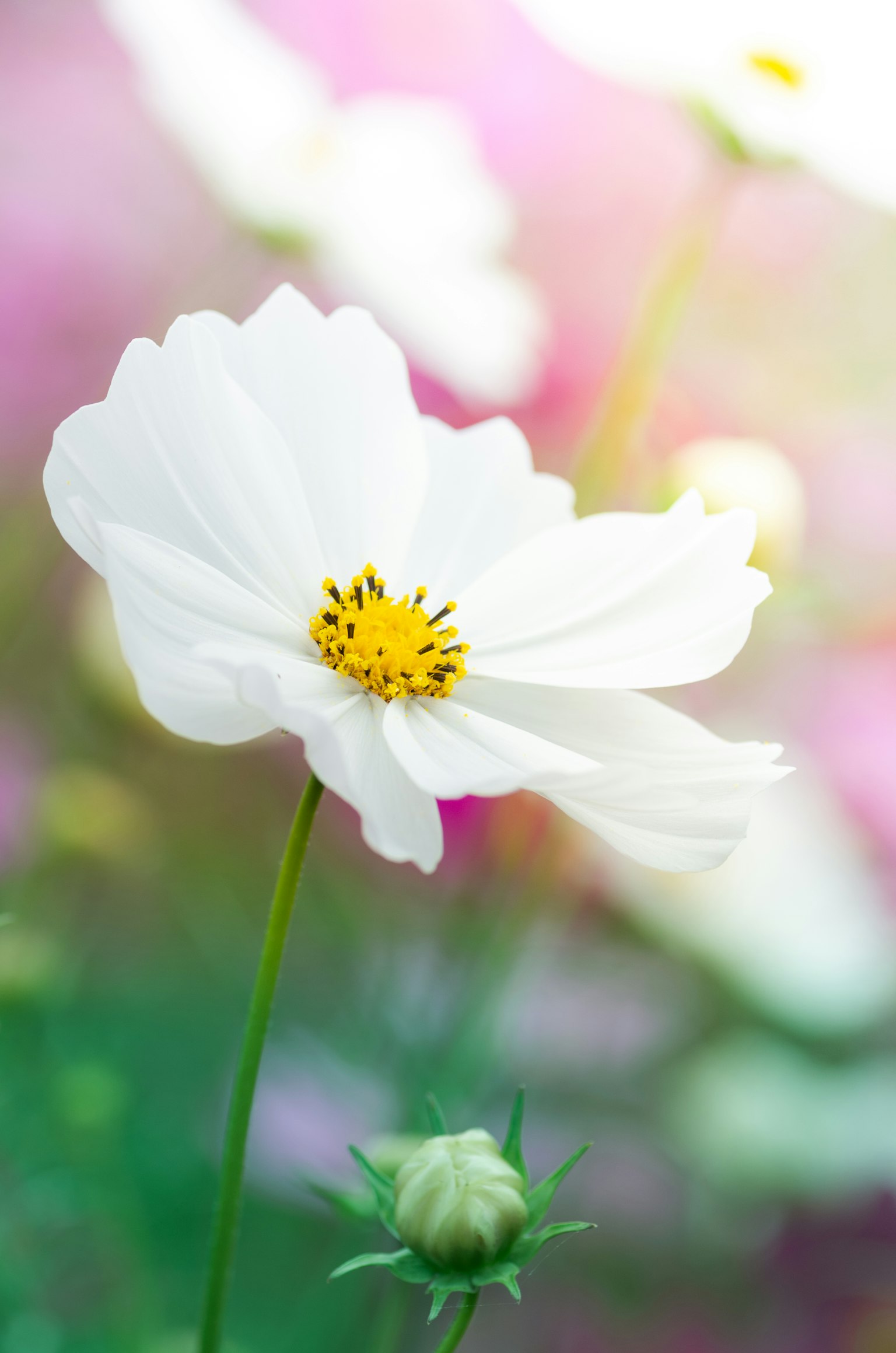 Belle fleur blanche avec un centre jaune entouré de couleurs douces