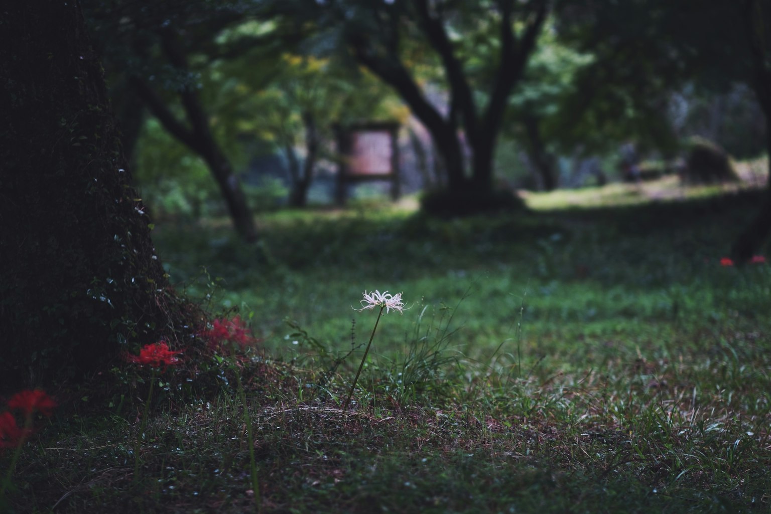 Un paysage serein avec une fleur blanche s'épanouissant dans l'herbe verte entourée d'arbres