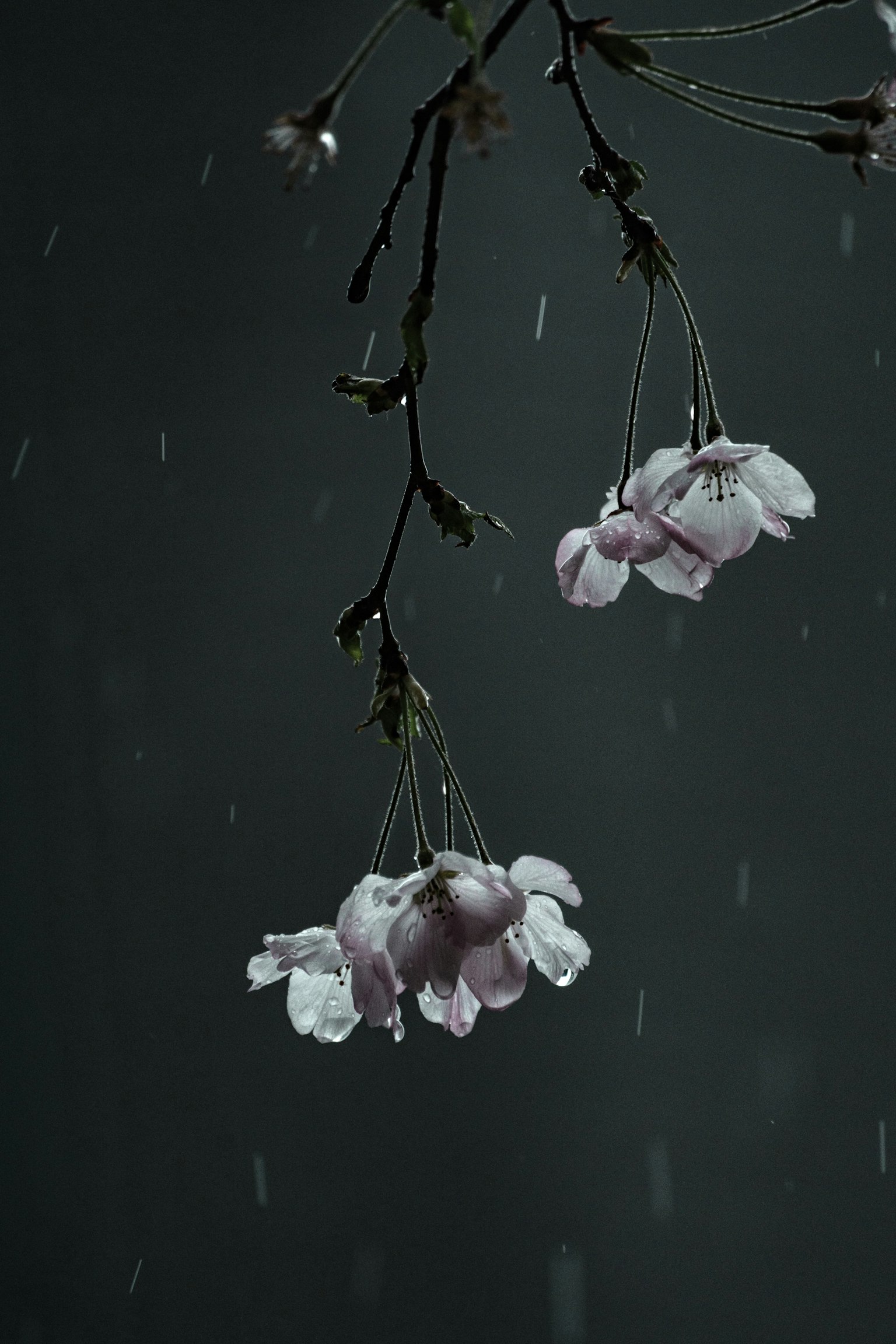 photo-yHGpqNxQ3d7X3rcjgUvG-image