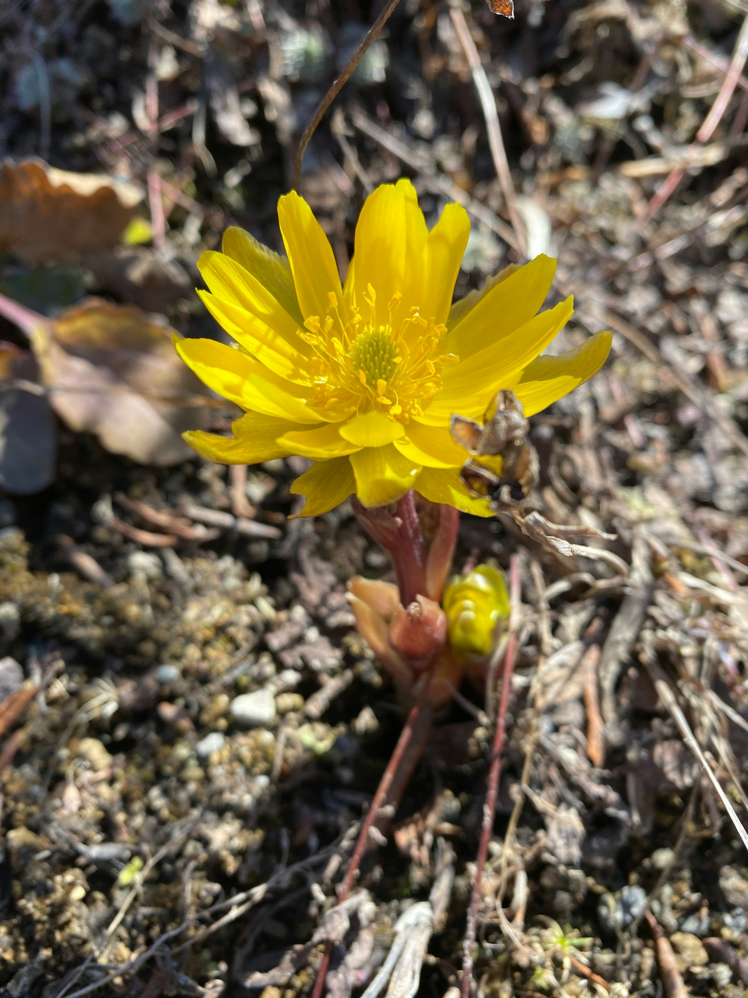 Una flor amarilla brillante que crece del suelo