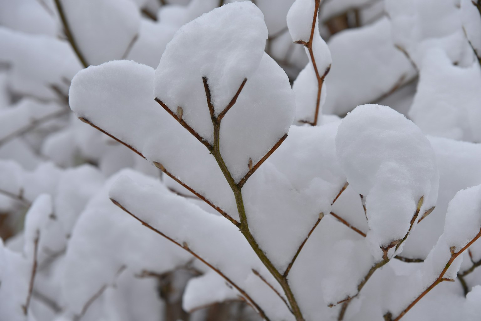 Primo piano di rami e foglie coperti di neve