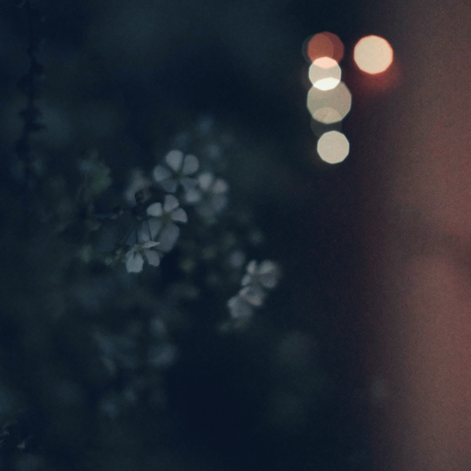 Una escena con flores blancas borrosas contra un fondo oscuro con luces suaves