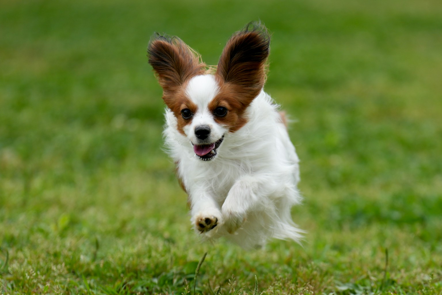 A Papillon dog running joyfully on green grass