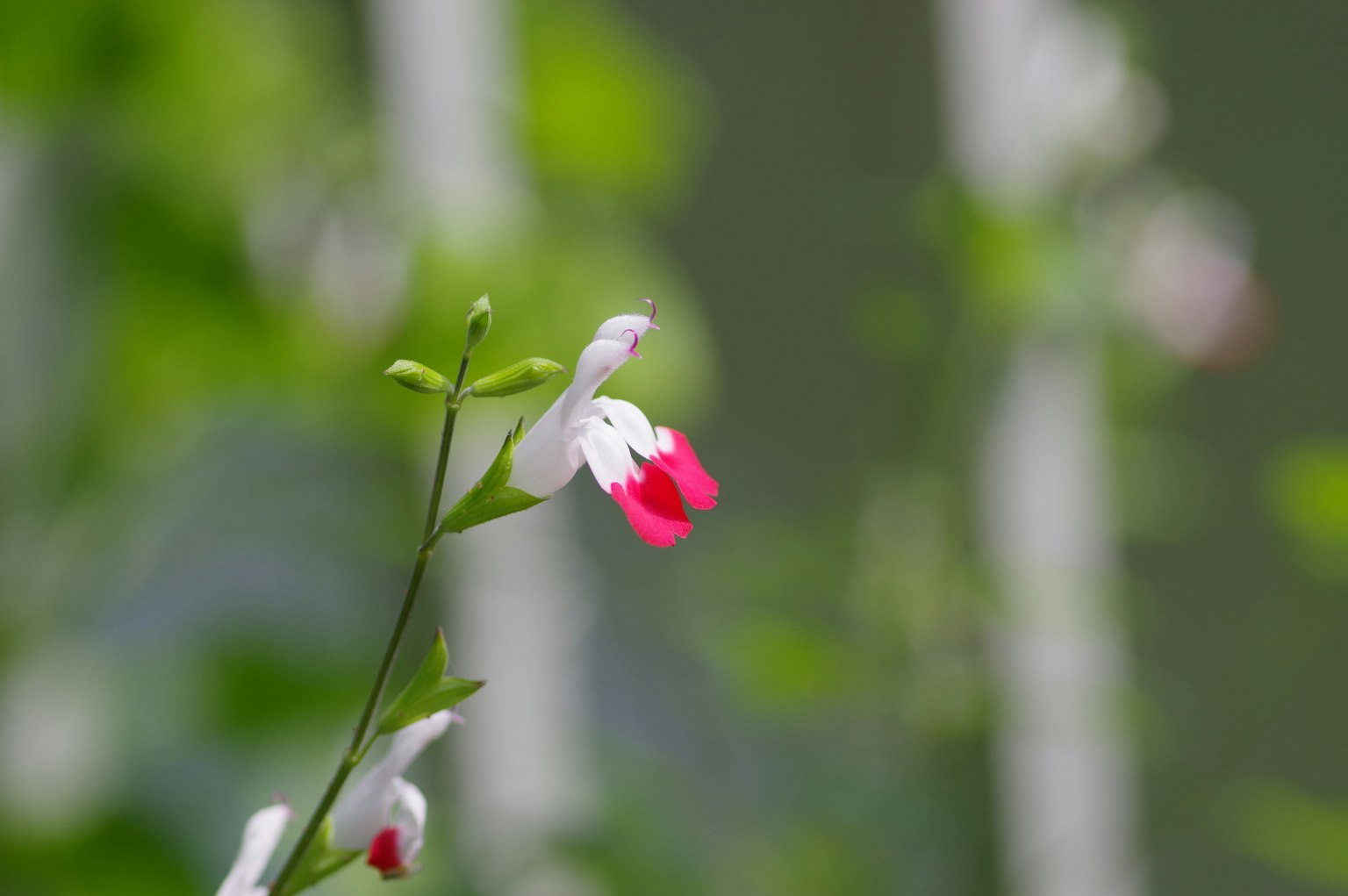 Fiore bianco e rosso che sboccia su sfondo verde
