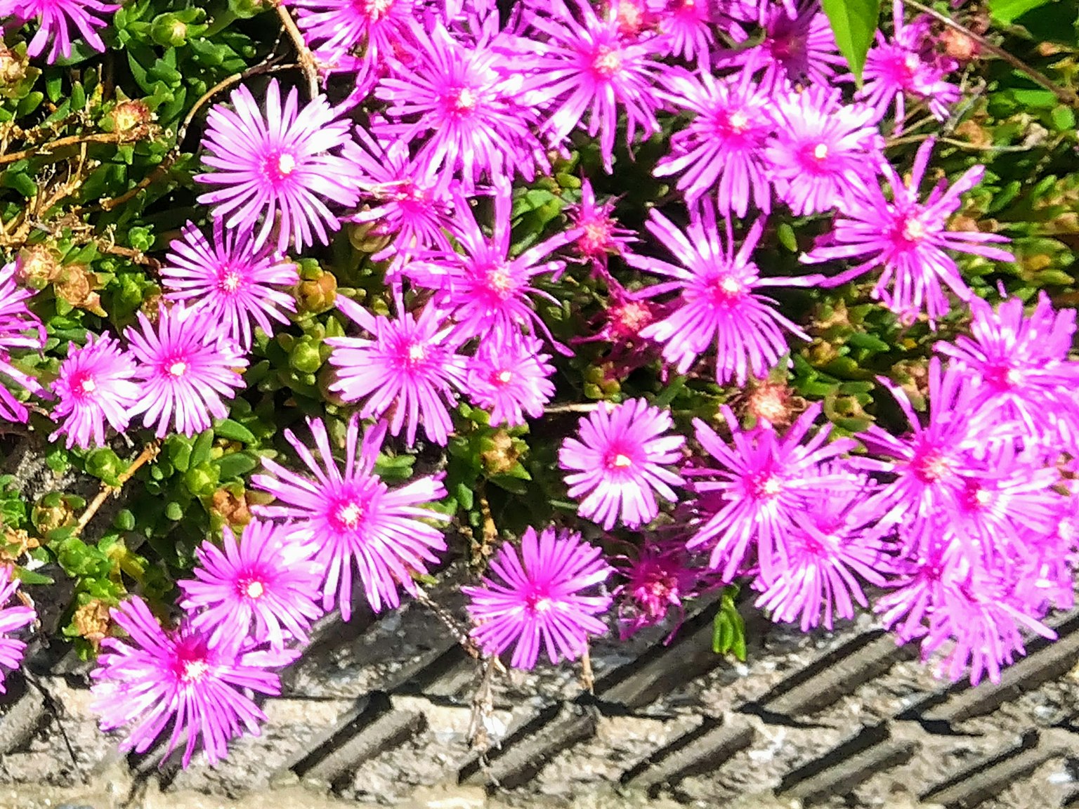 Flores rosas vibrantes floreciendo en un jardín