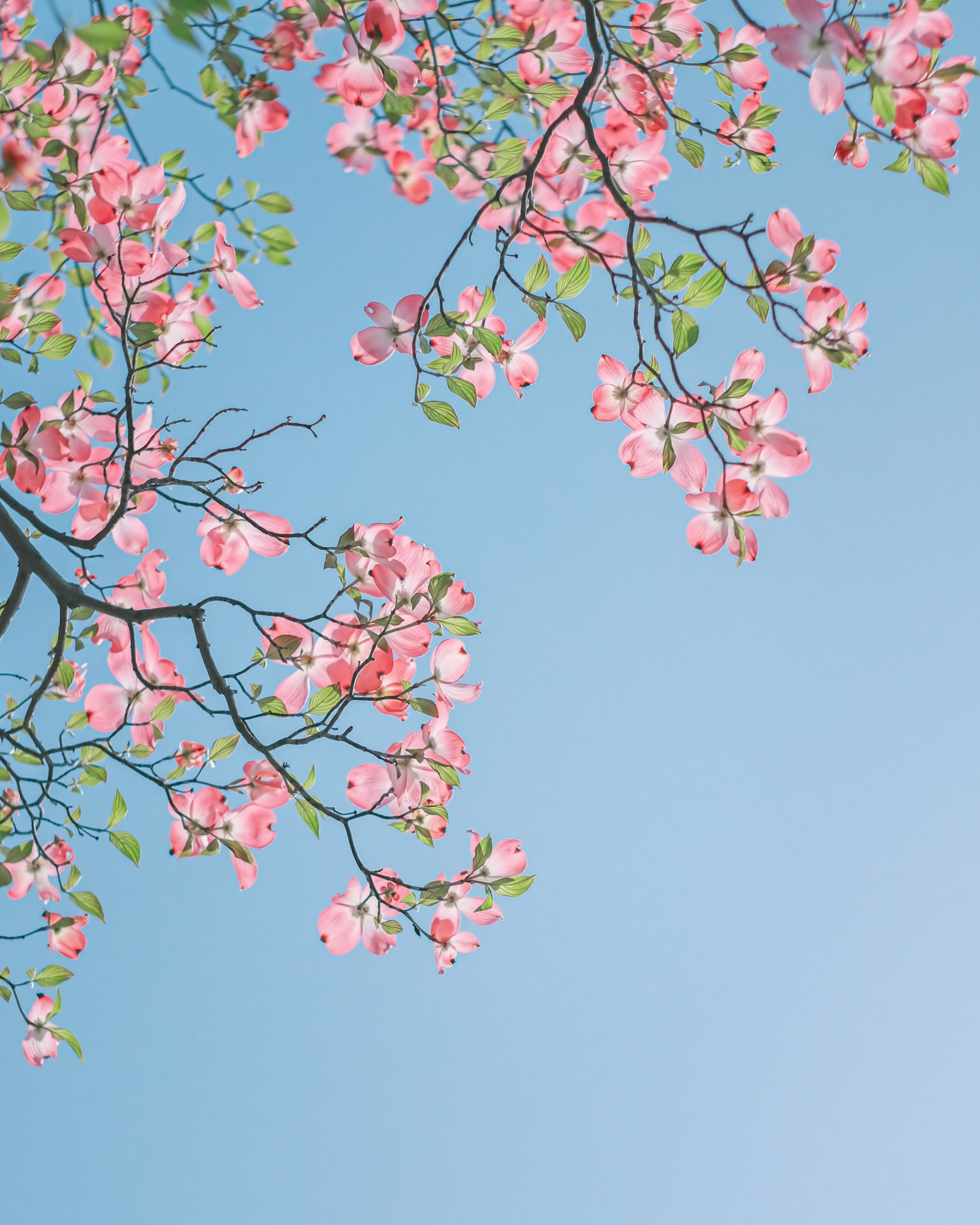 Branches with pink flowers and green leaves against a blue sky