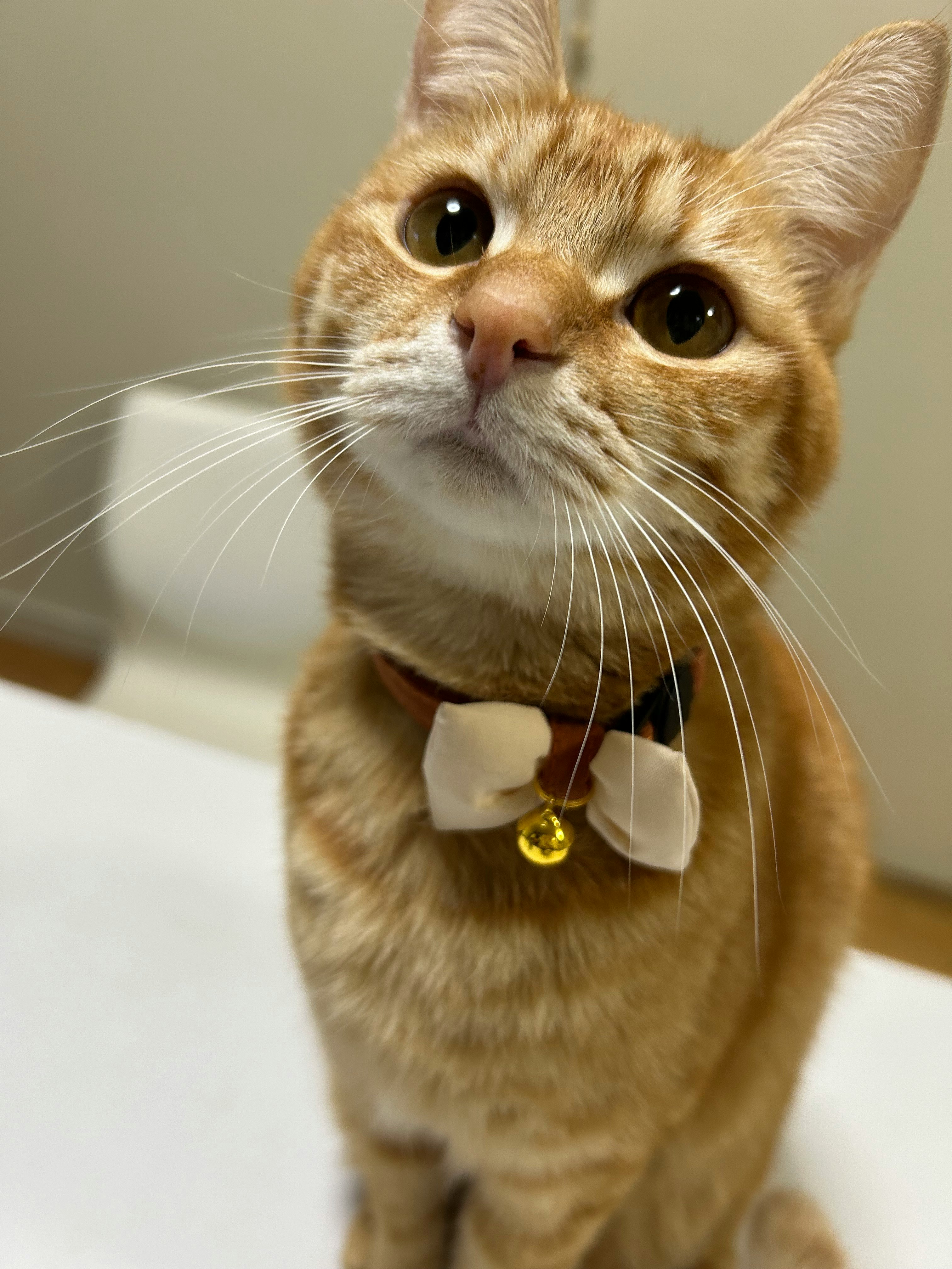 茶トラの猫が見つめる室内のアップ画像