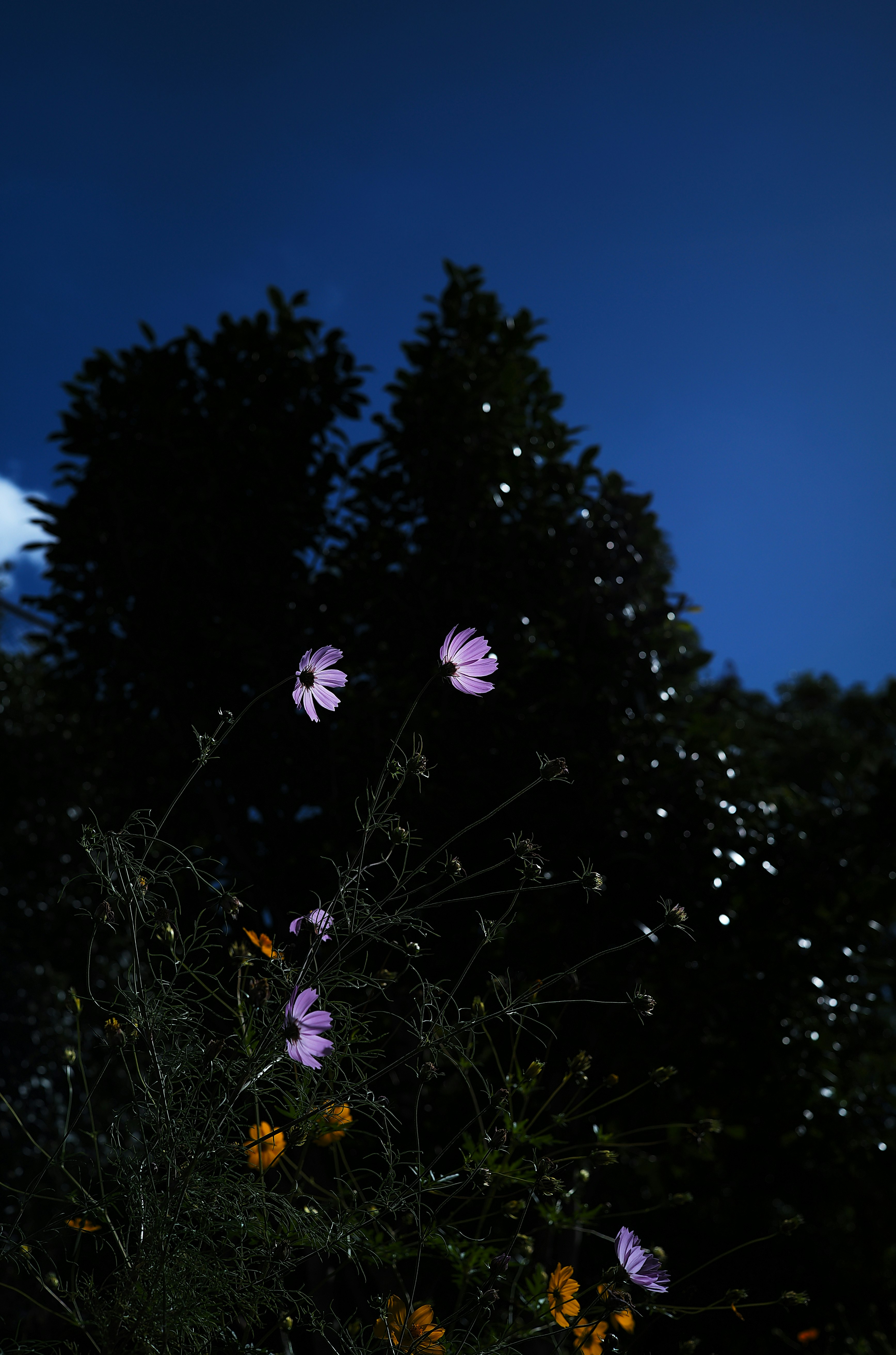 夜空を背景に咲く野の花と草むらのシルエット