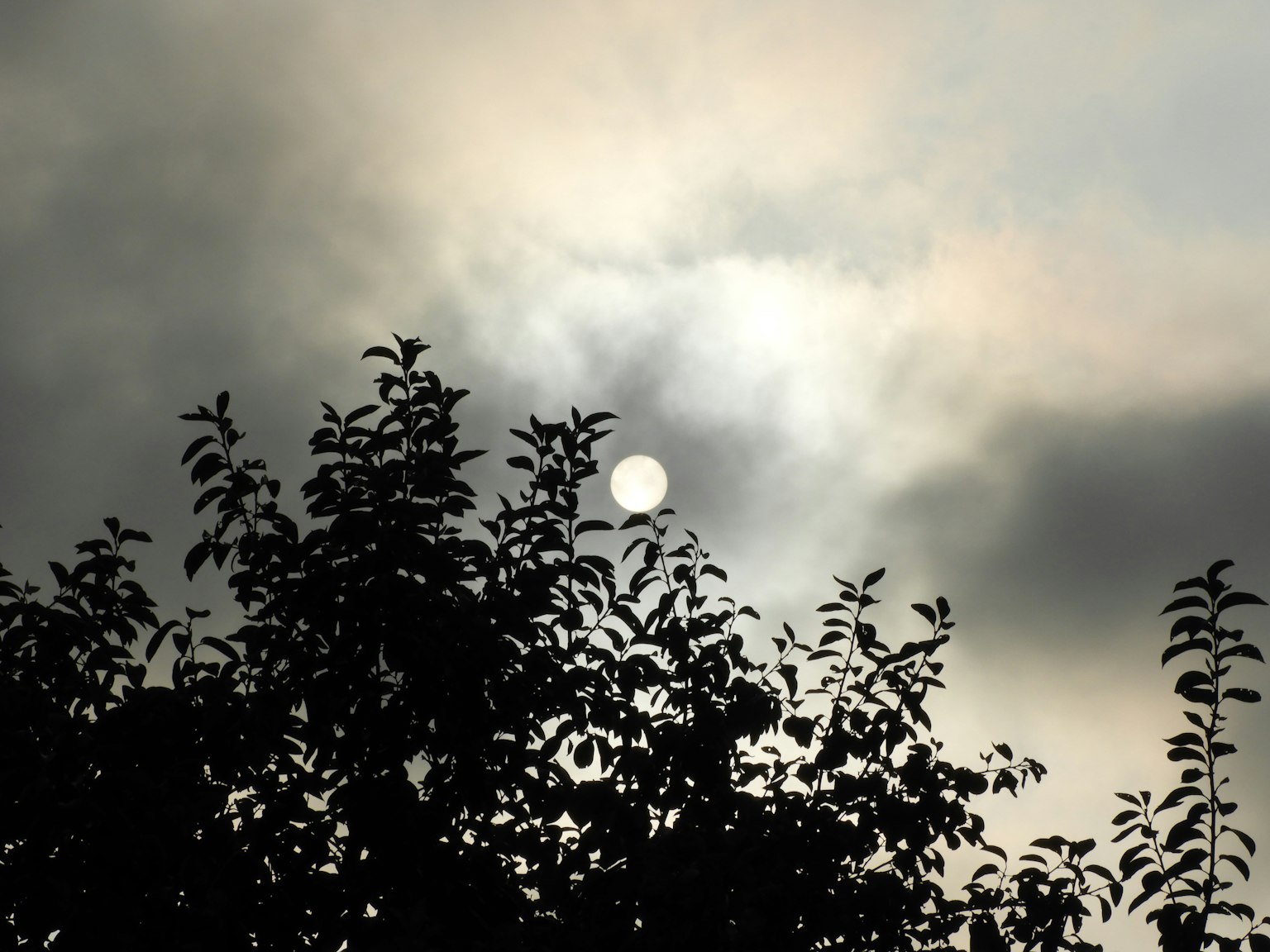 Sun peeking through cloudy sky with silhouetted trees
