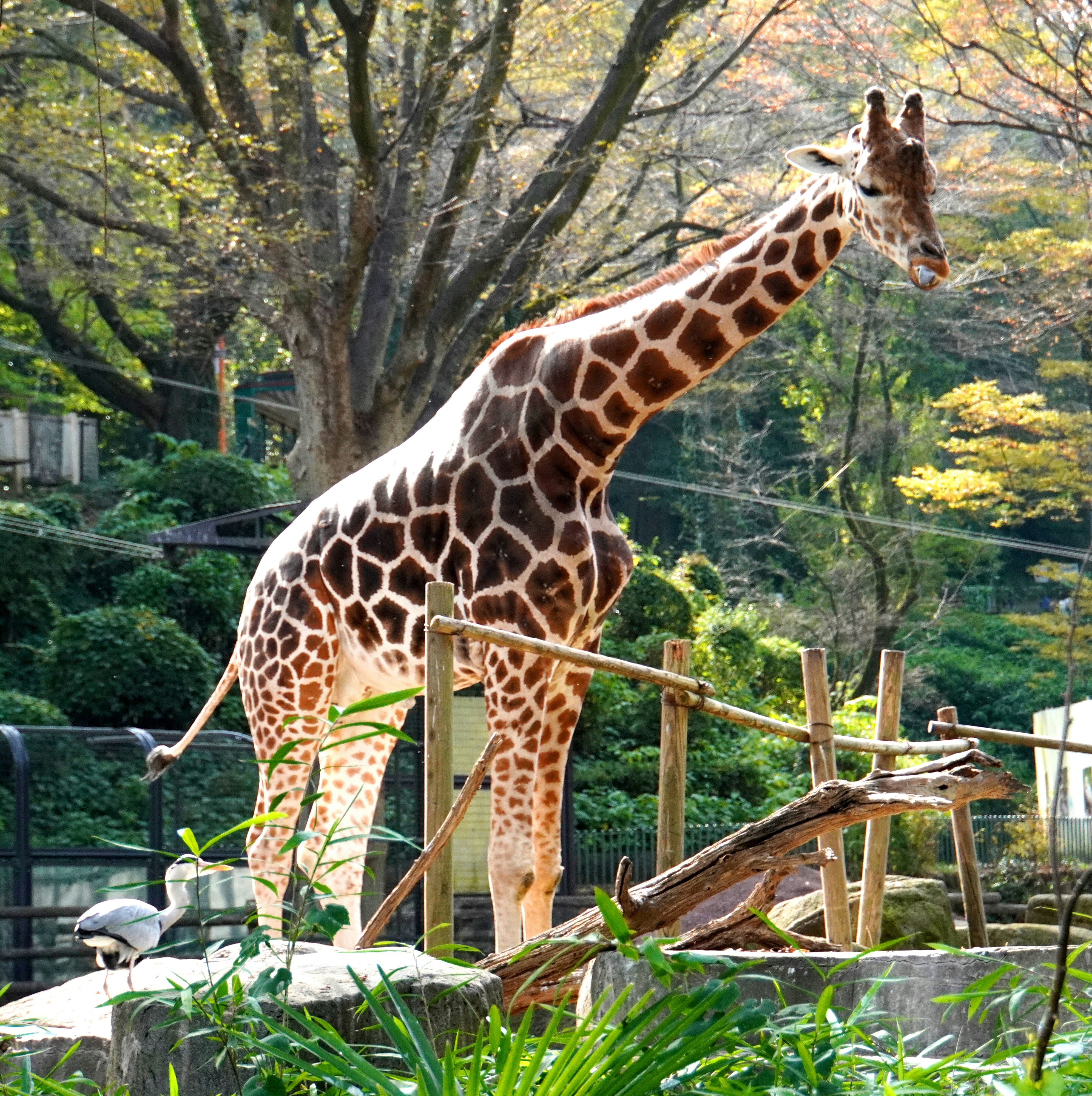 動物園の柵の前で首を伸ばすキリン