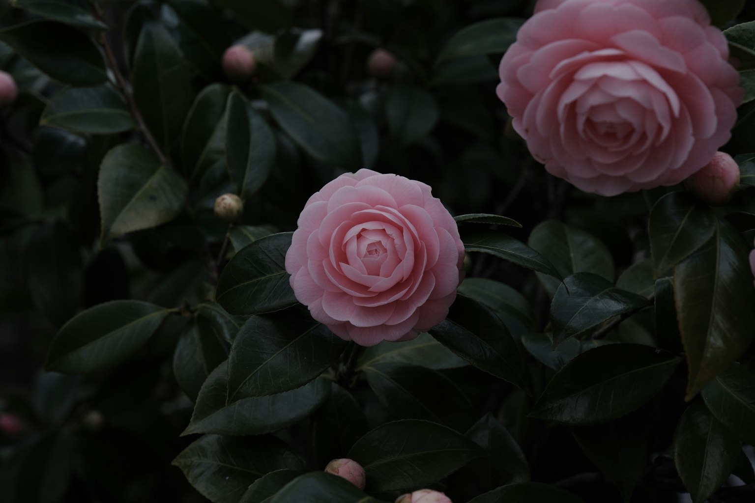 Zarte rosa Kamelienblüten umgeben von dunkelgrünen Blättern