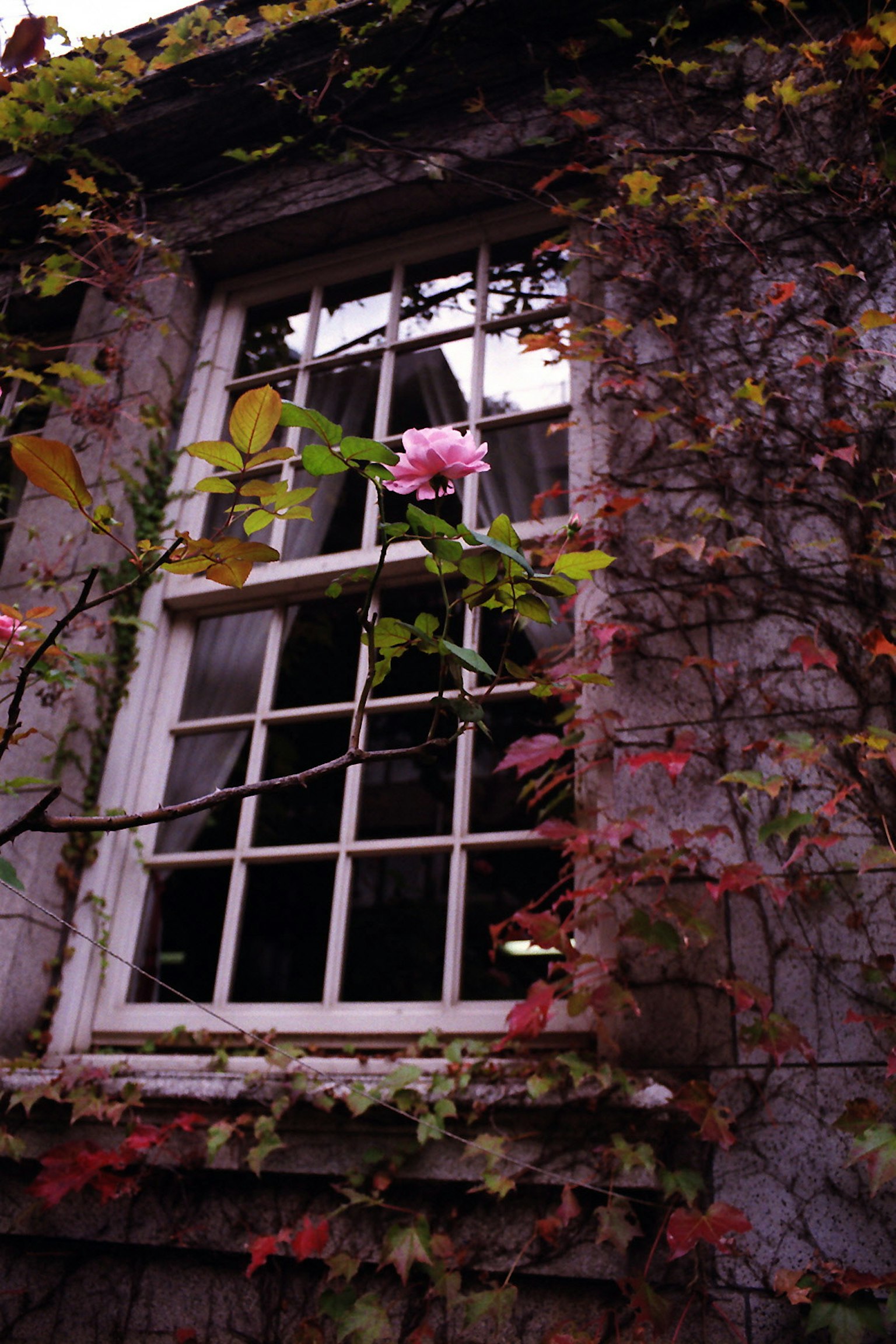 Altes Hausfenster umgeben von Efeu und einer rosa Blume