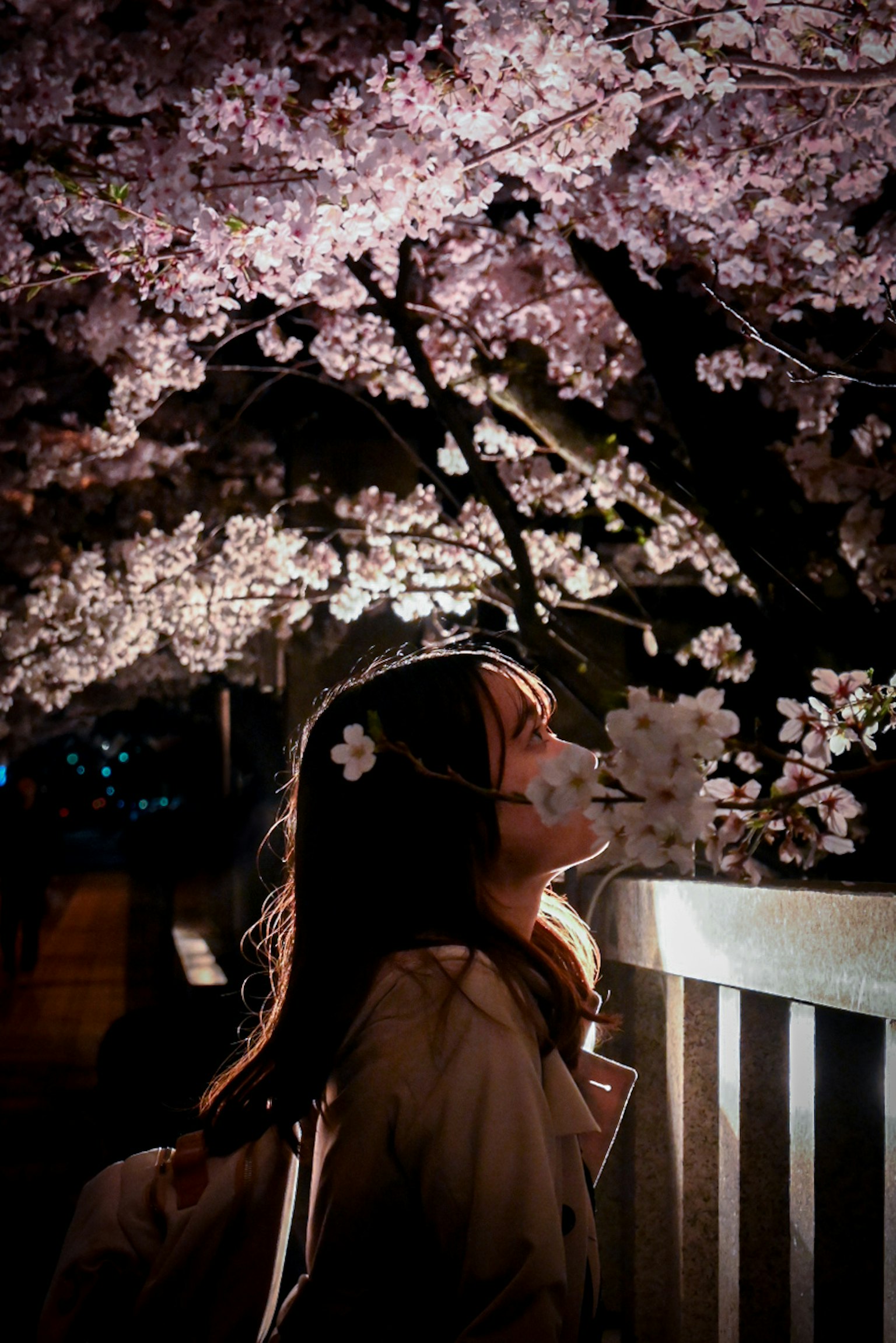 Donna che guarda i ciliegi in fiore sotto il cielo notturno con un'atmosfera da sogno