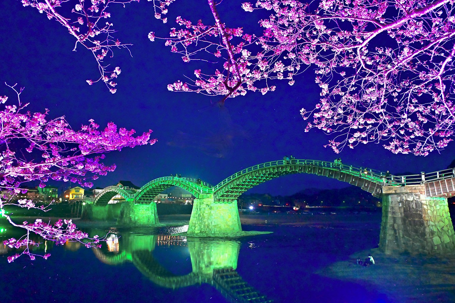 Jembatan hijau yang diterangi di malam hari dengan bunga sakura