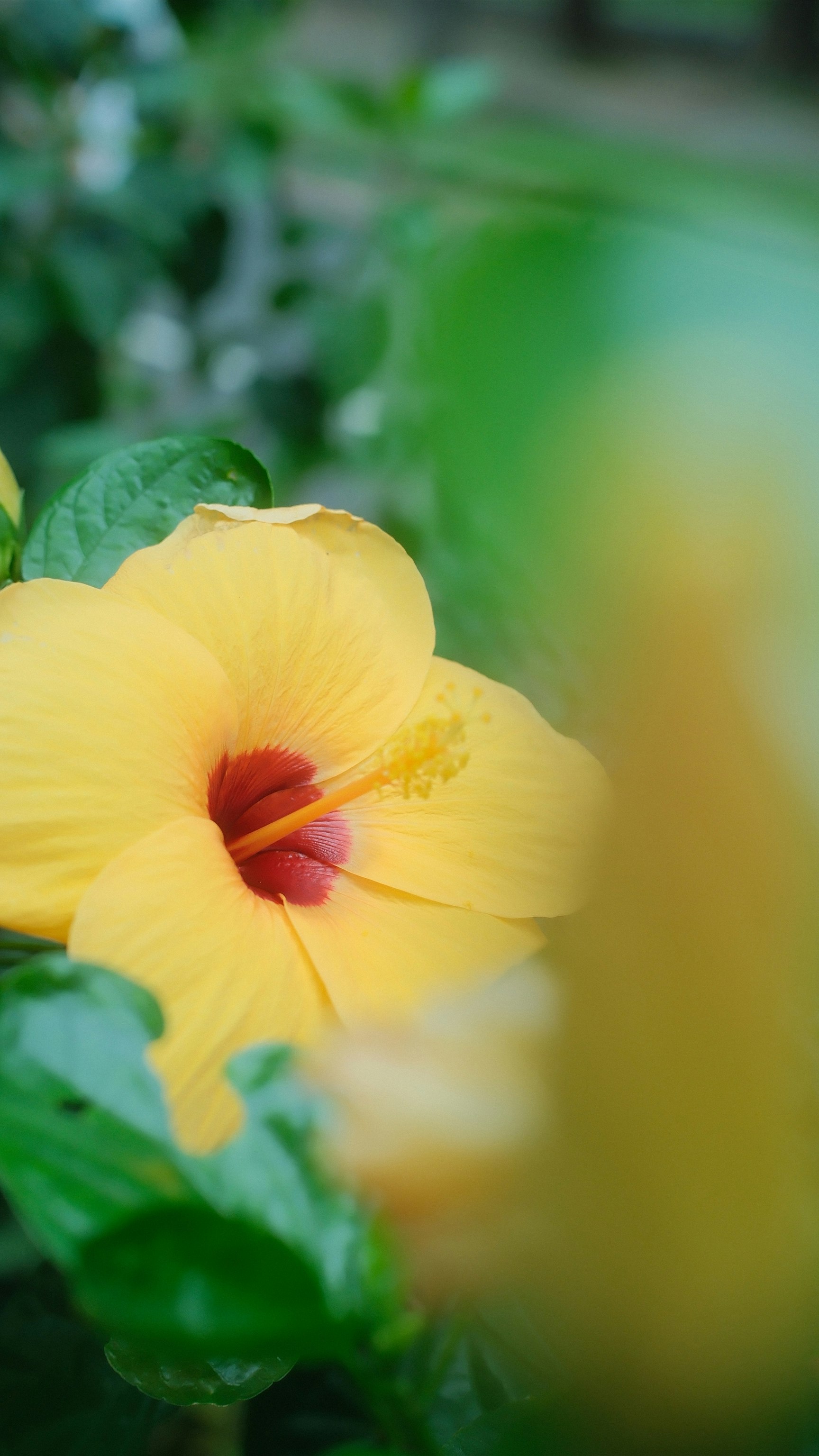 黄色いハイビスカスの花のクローズアップ