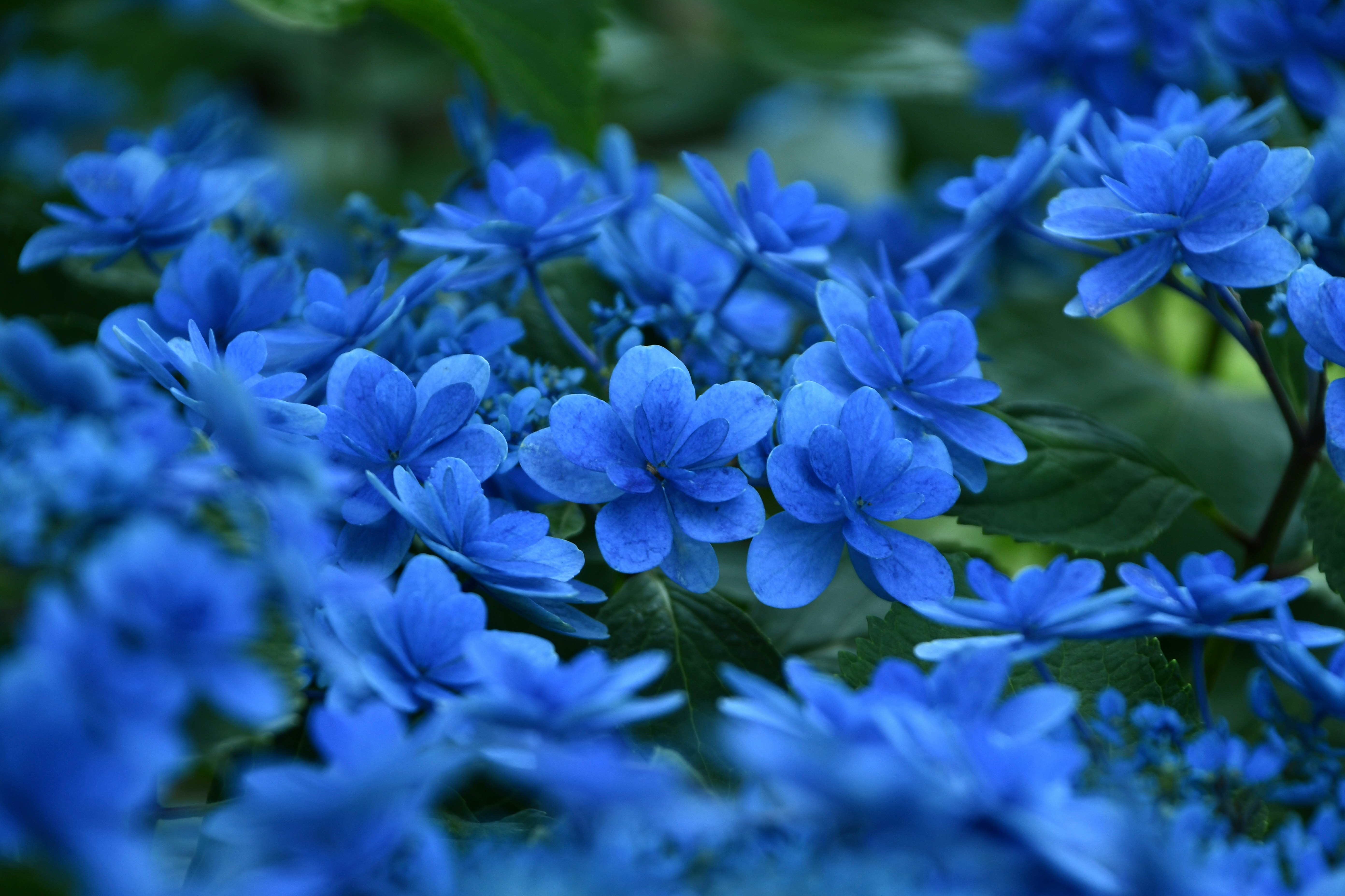 青い花が群生する花壇のクローズアップ