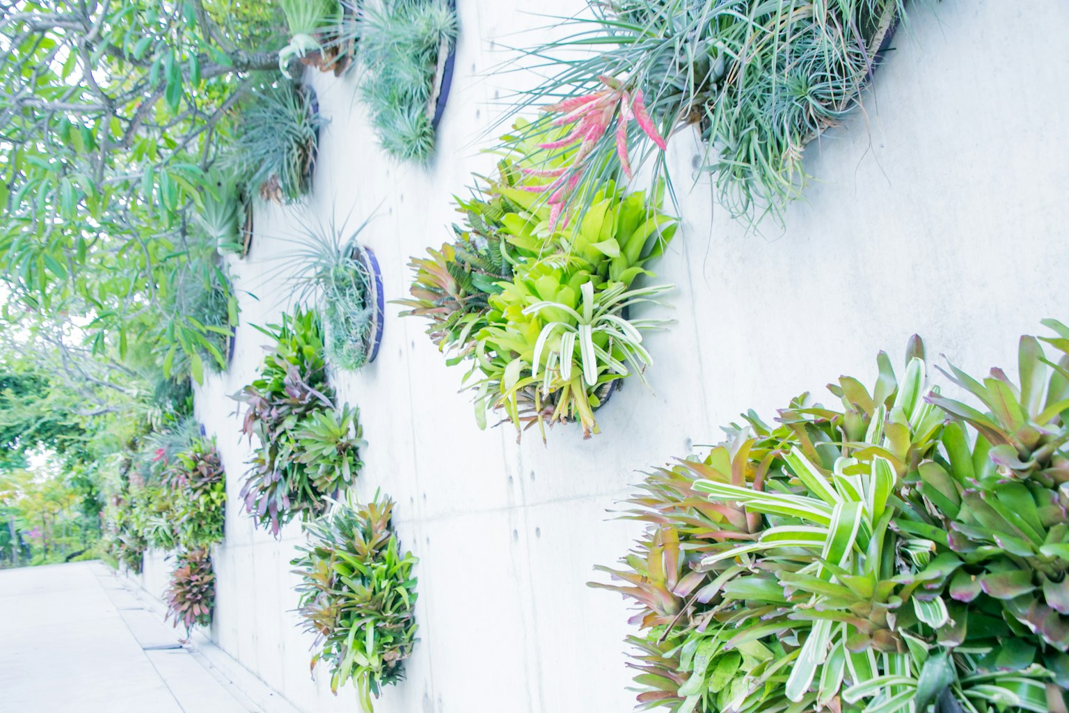Jardín vertical con varias plantas verdes montadas en una pared