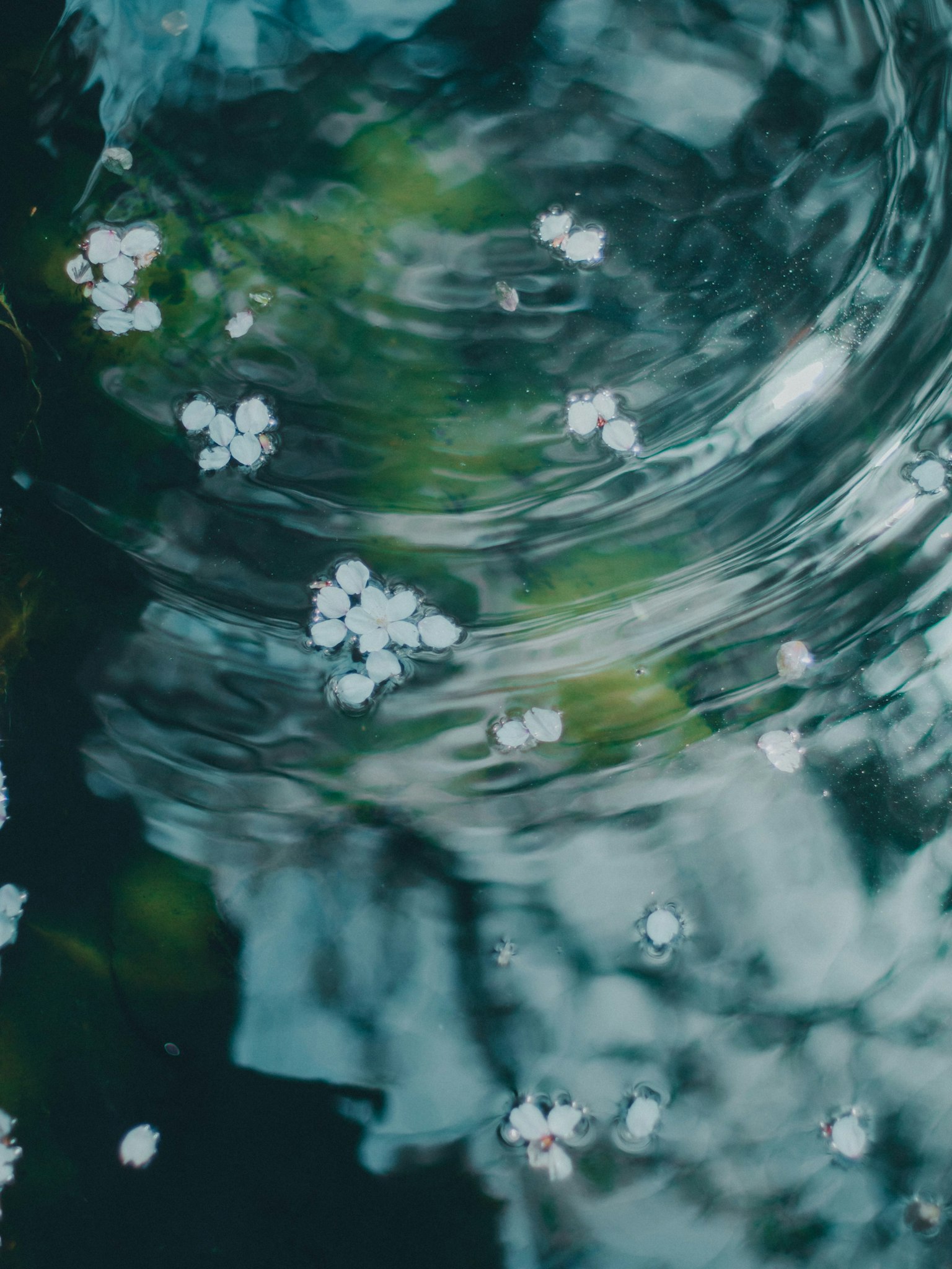 Agua en remolino con pétalos blancos flotantes y hojas verdes