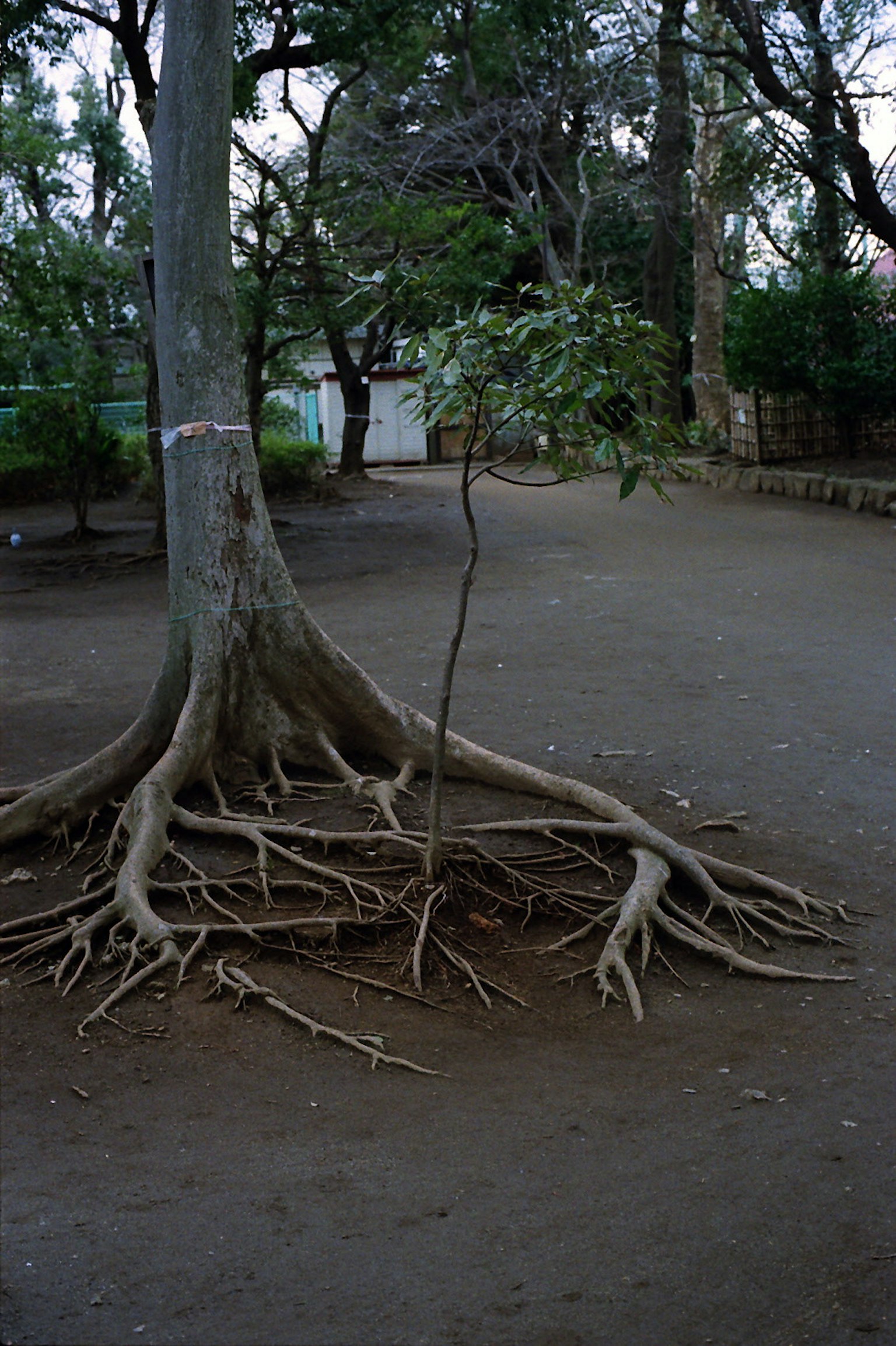 Un grand arbre avec des racines exposées et un petit arbre à proximité dans un parc