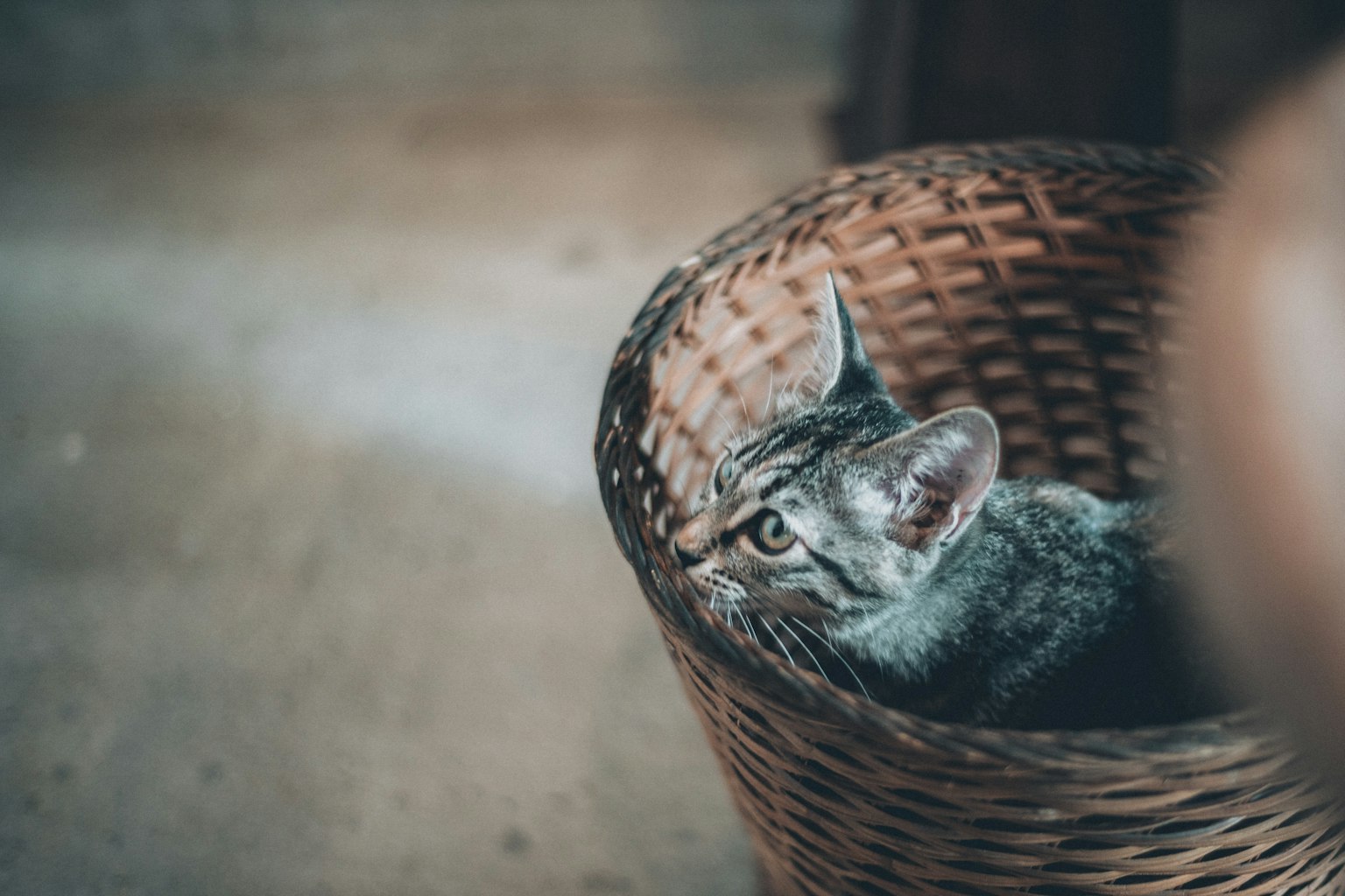 Mèo xám nhìn ra từ giỏ mây