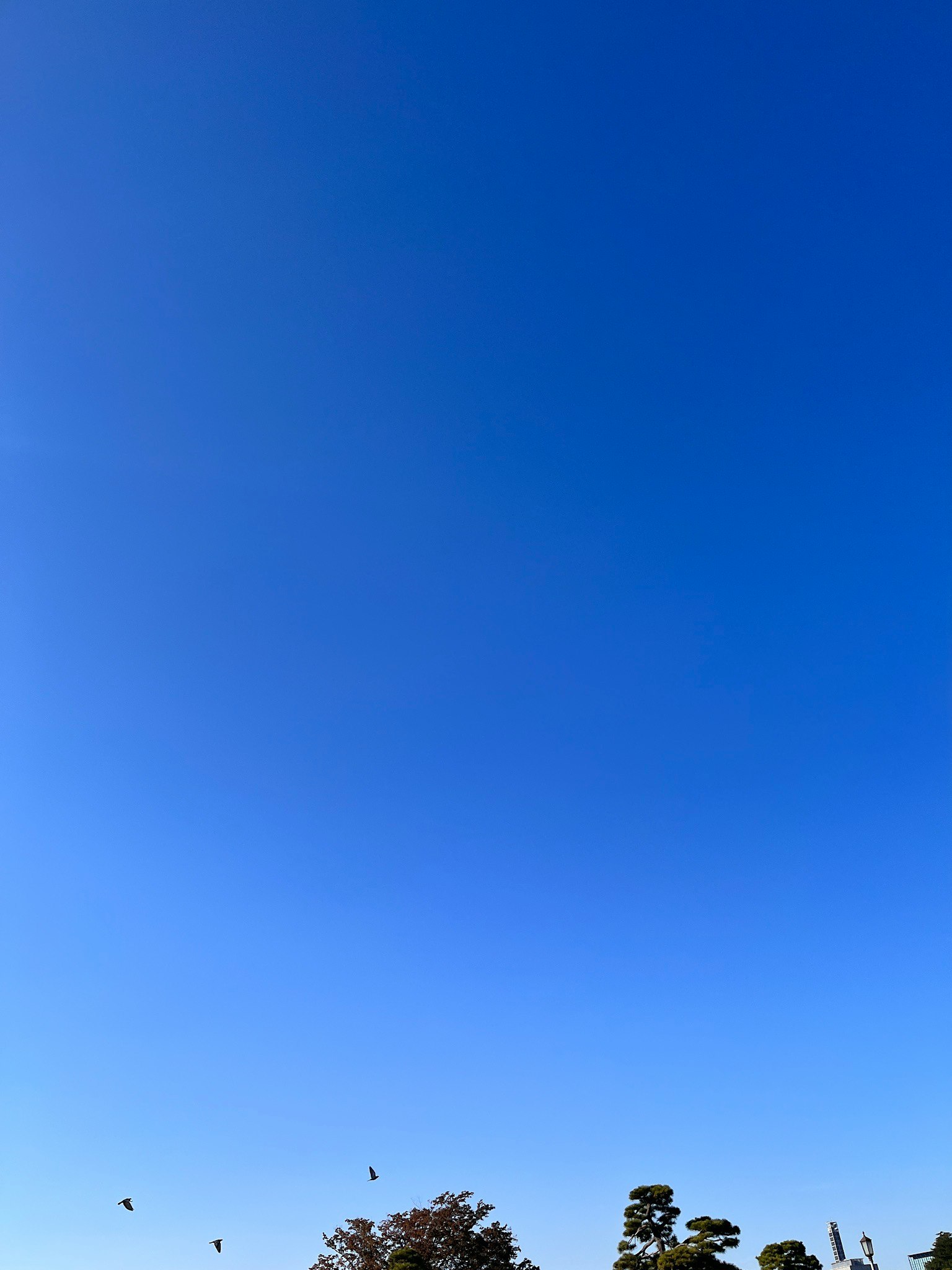 青空の下に広がる木々と小さな鳥