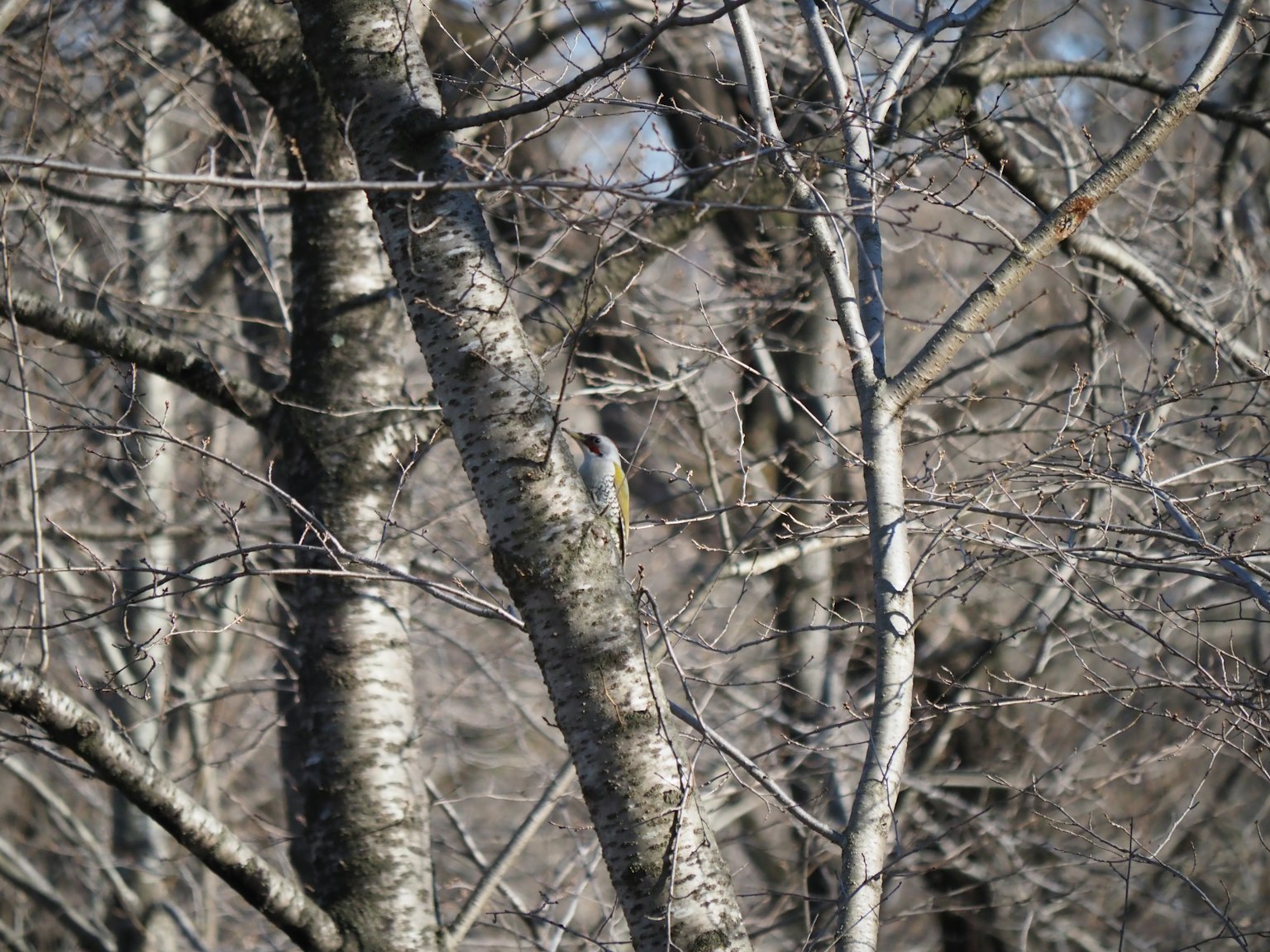 Un petit oiseau camouflé parmi des arbres nus