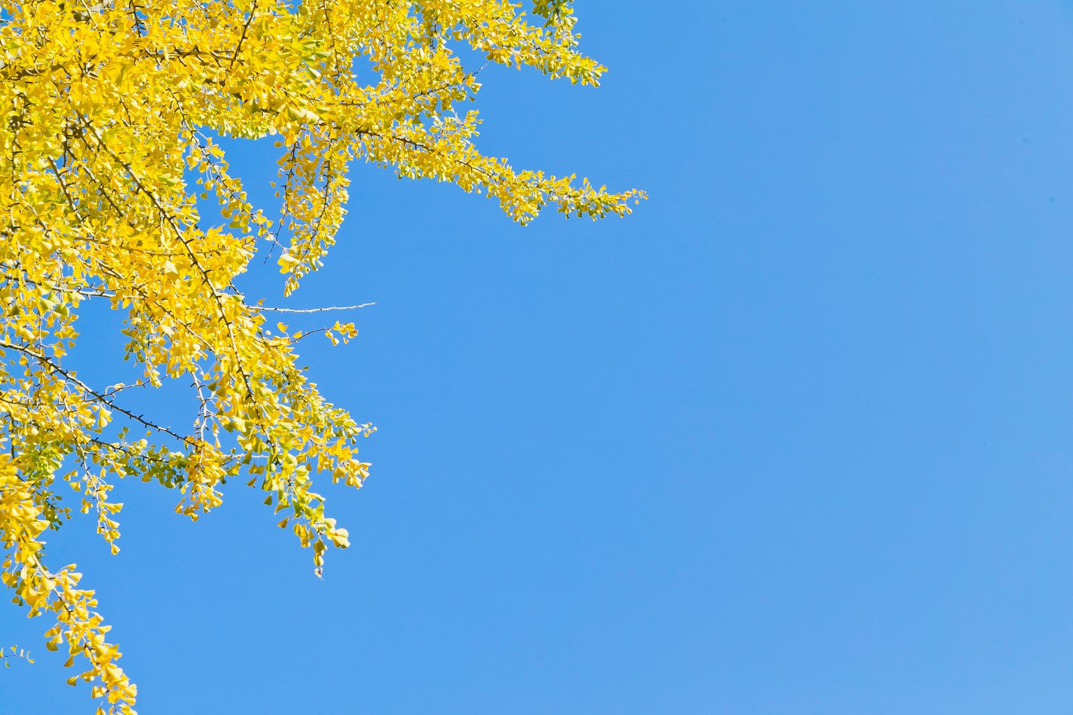 Ramo di albero con foglie gialle contro un cielo blu