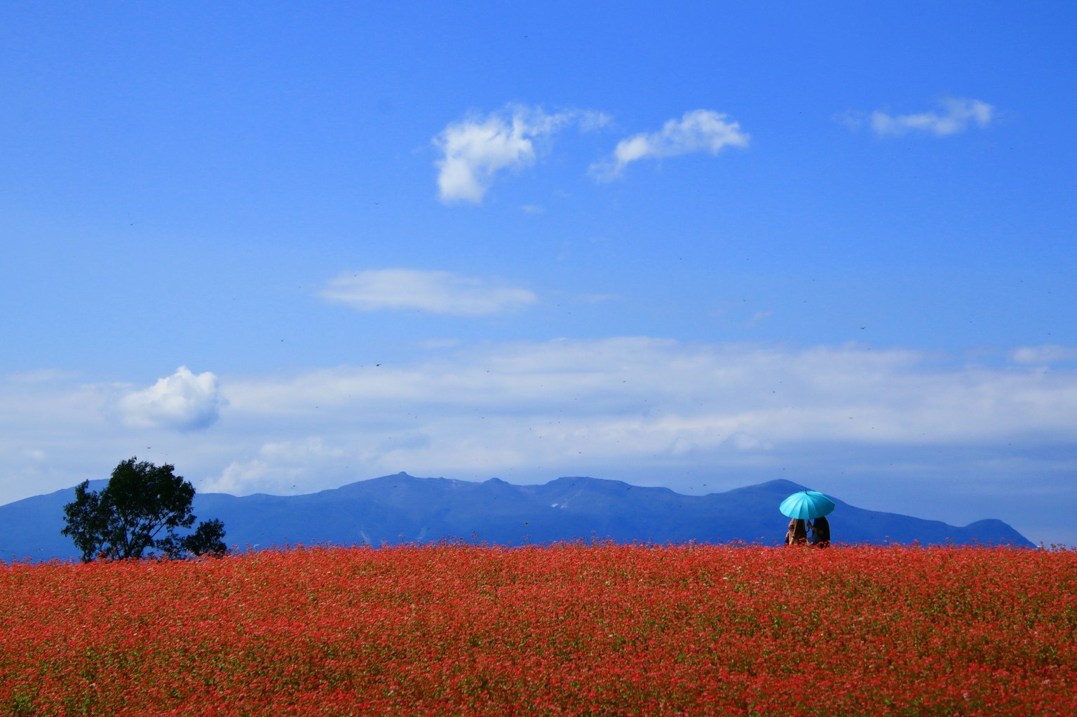 Person in a red flower field under a blue sky