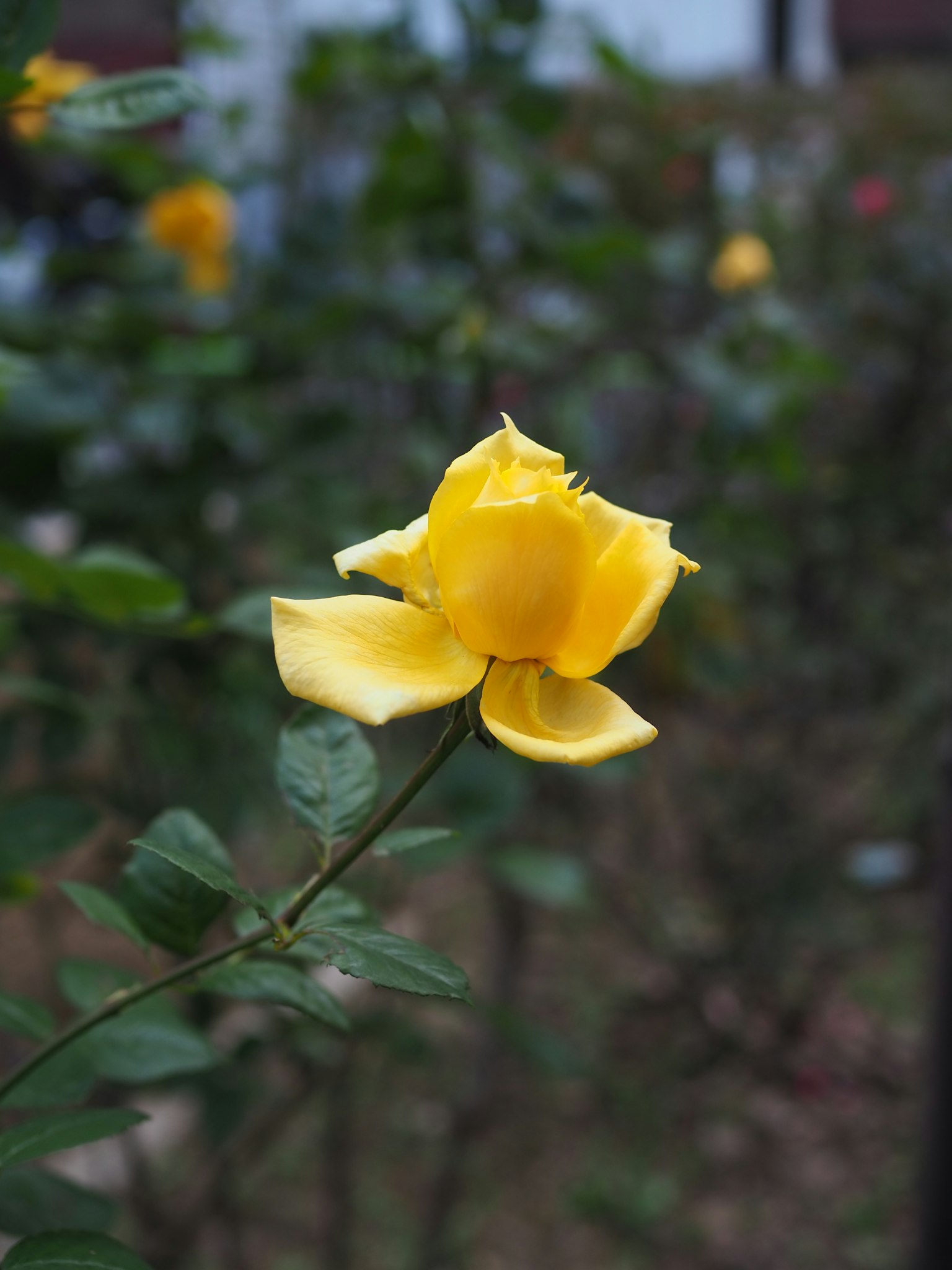 一朵生機勃勃的黃色玫瑰在花園中盛開