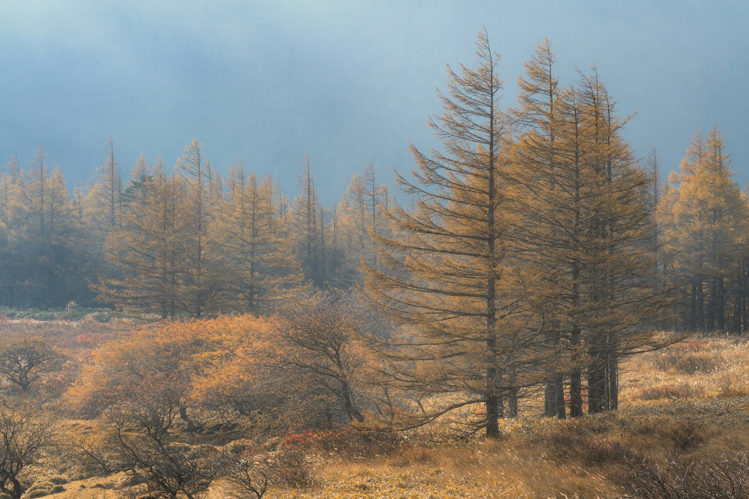 Lanskap hutan terbakar dengan pohon oranye yang diselimuti asap