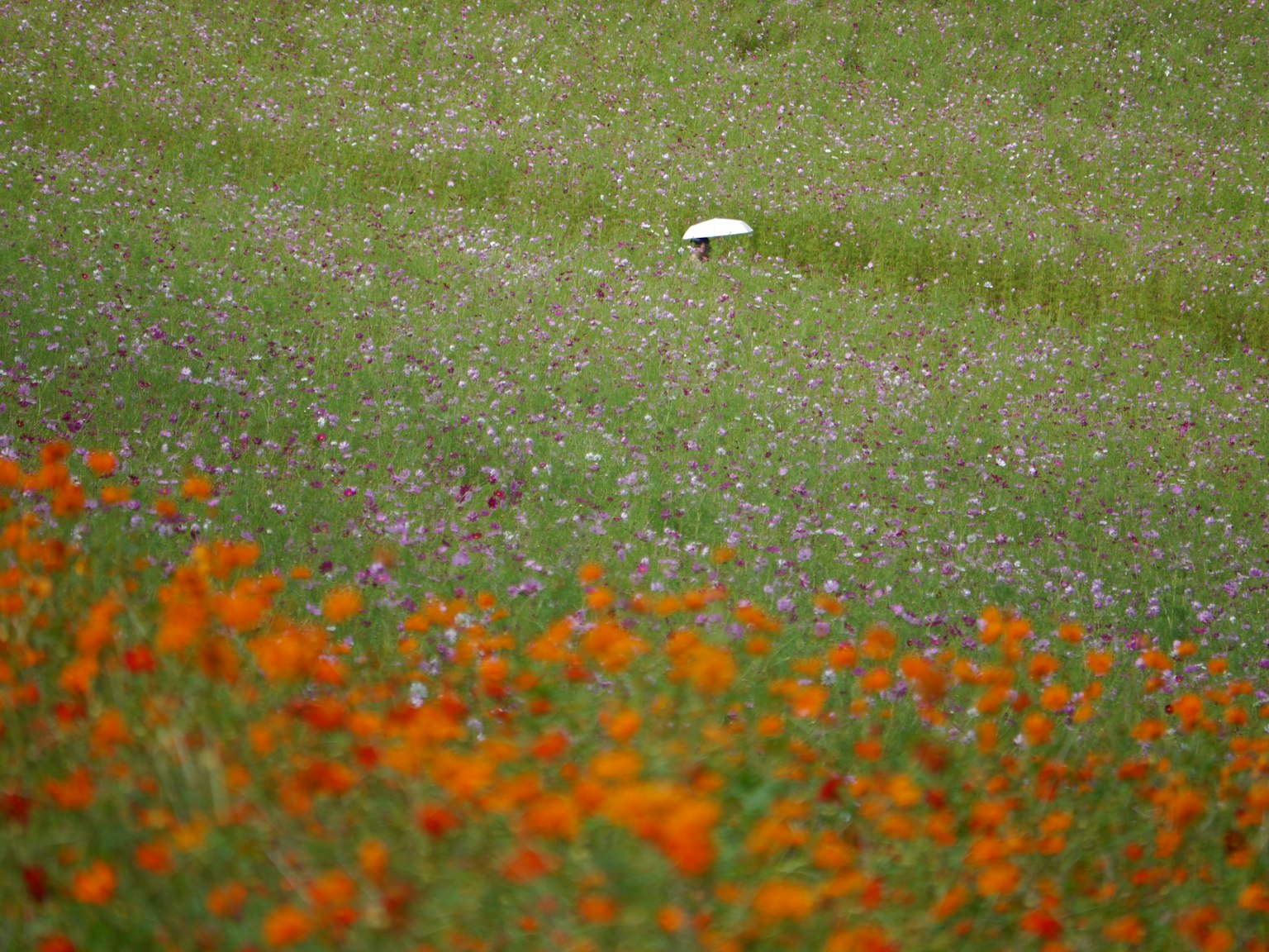 Un paesaggio con fiori arancioni e un fungo bianco in un prato verde