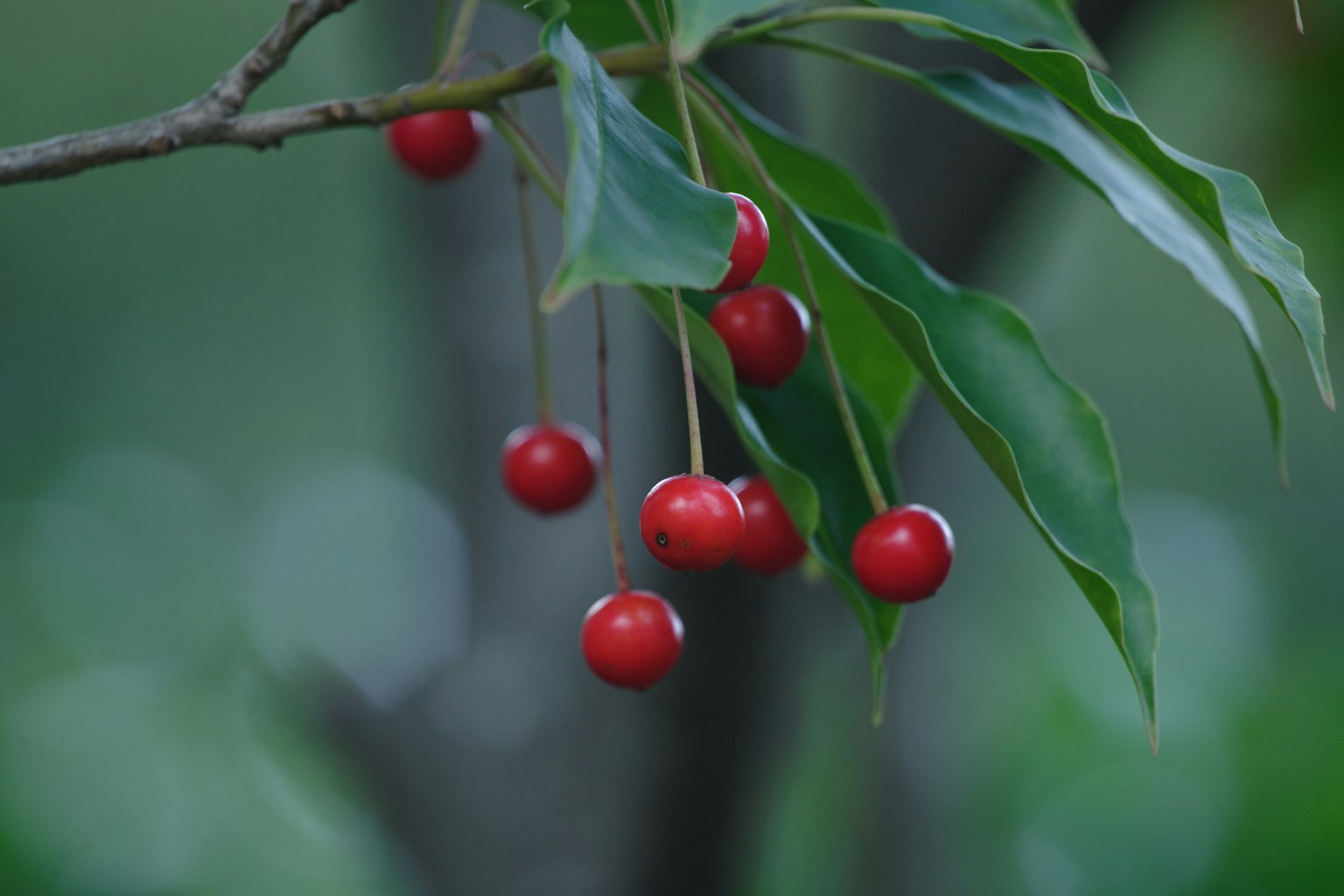 Branch with red berries and green leaves