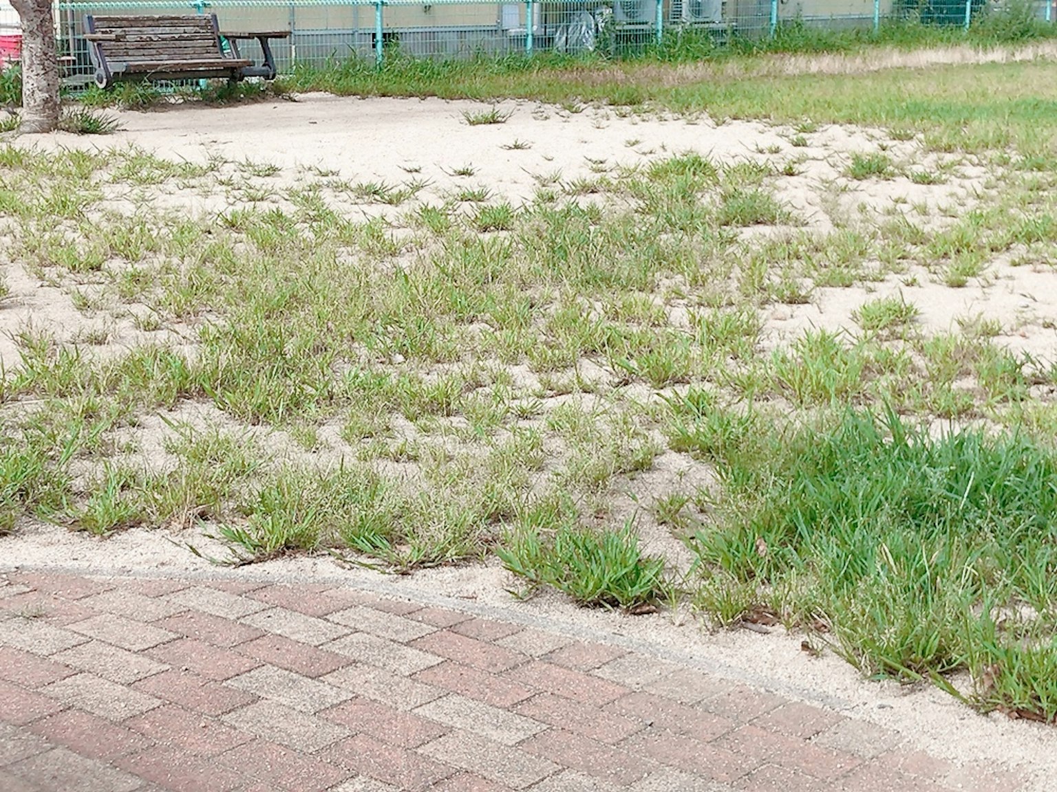 Ein bewachsenes Gelände mit einer Bank und einem sichtbaren gepflasterten Weg