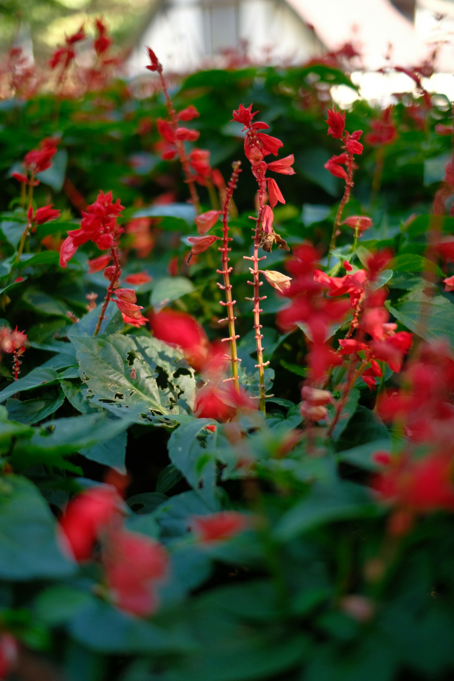 Lebendige rote Blumen umgeben von üppigem grünem Laub in einem Garten